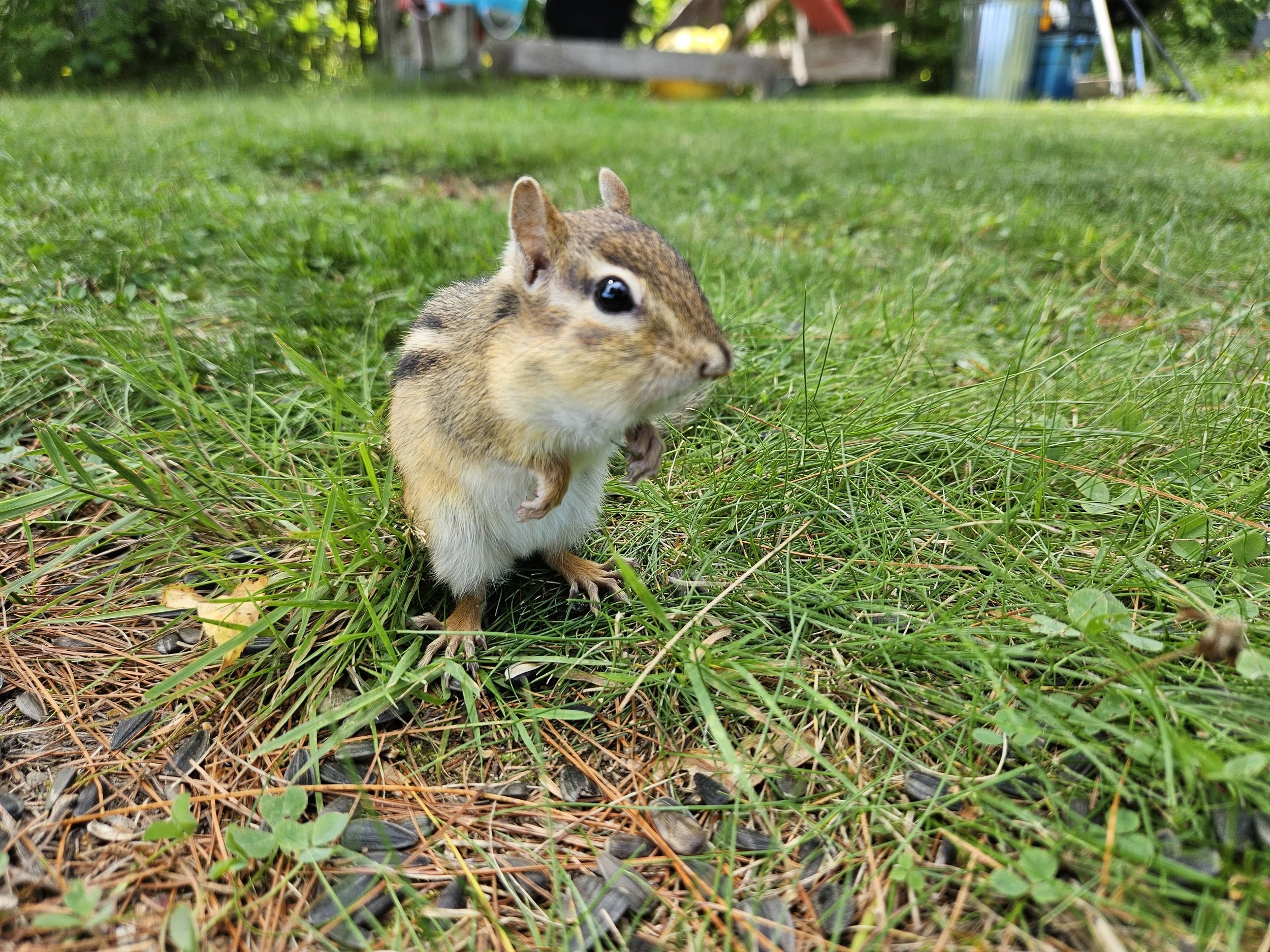 fearless chipmunk