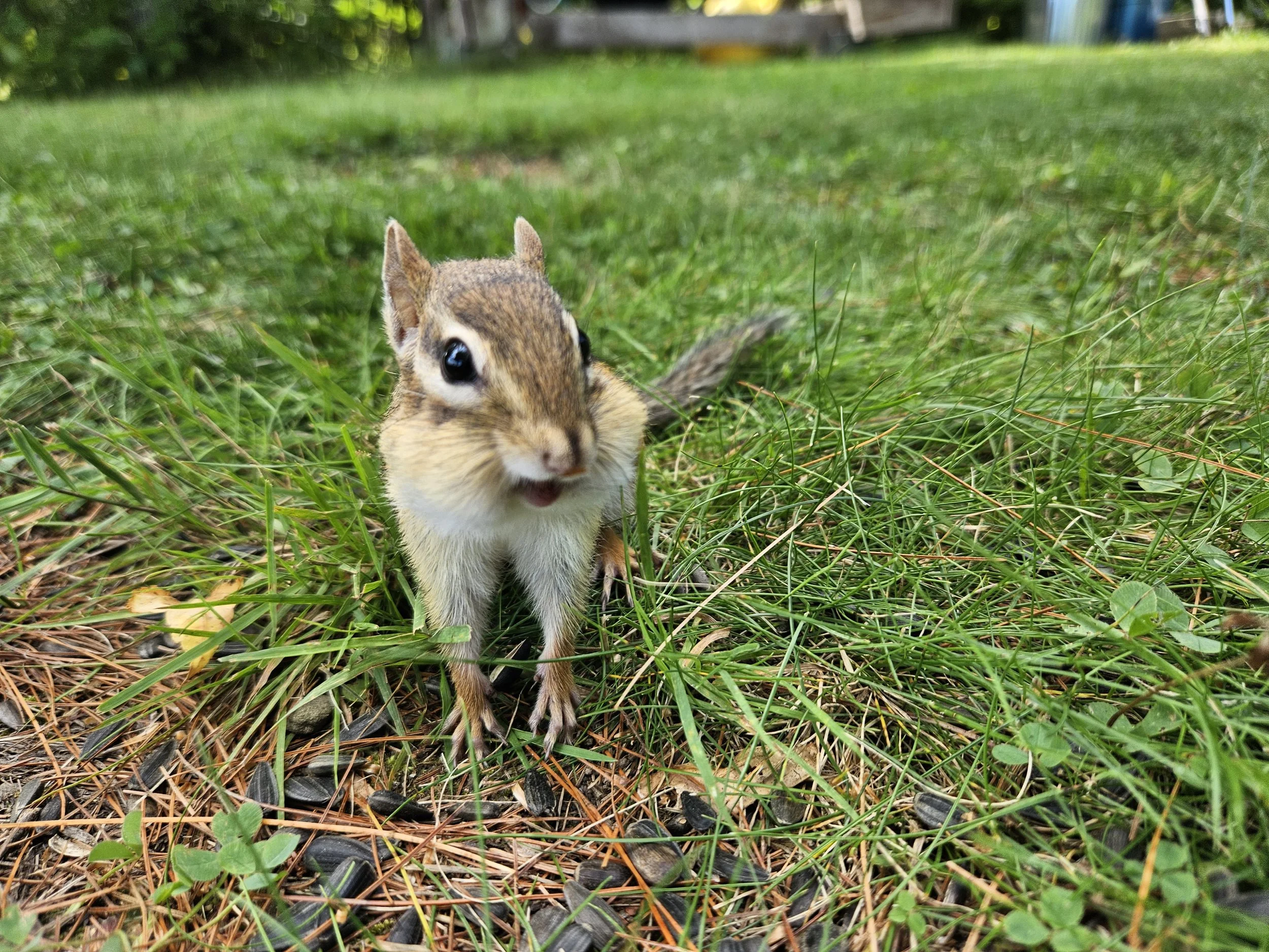 chipmunk with chubby cheeks