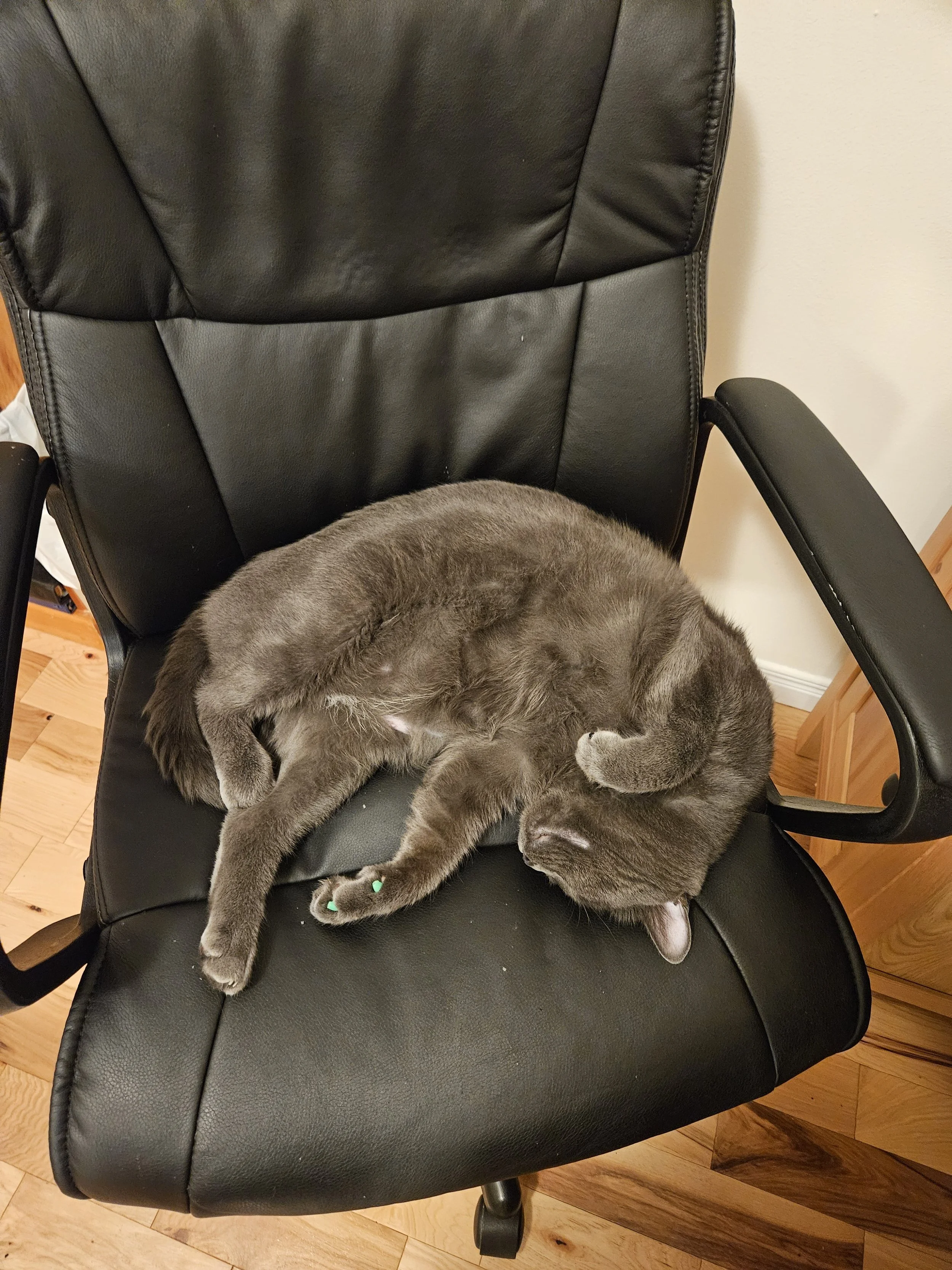 Cat steels chair, sleeping cat on desk chair