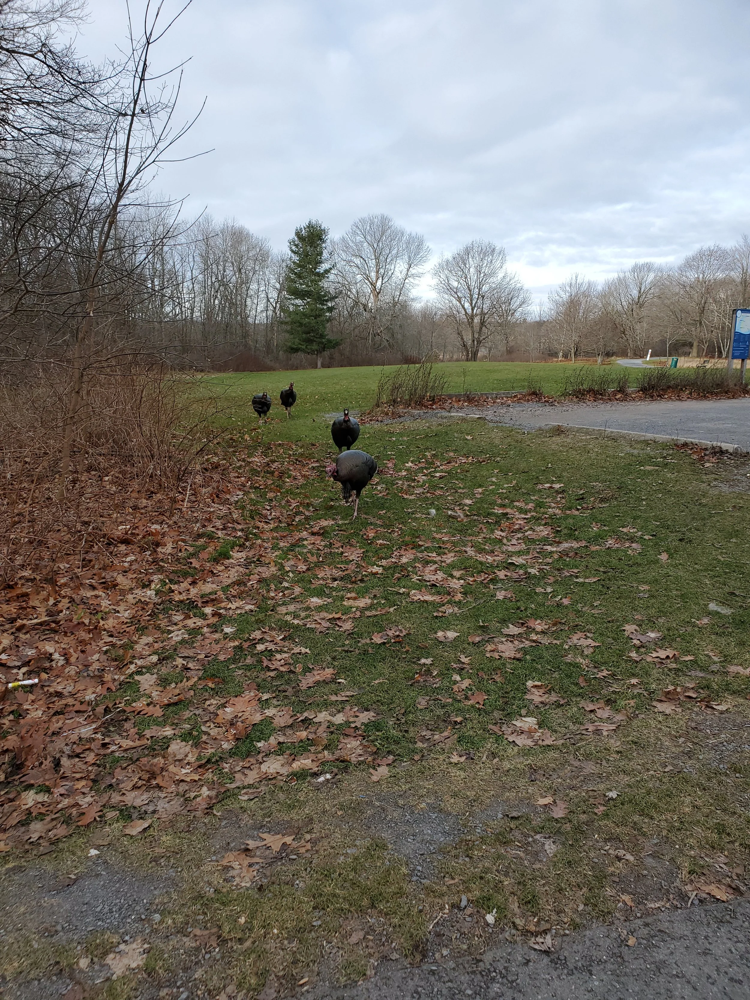 Wild Turkeys Strolling in the Park