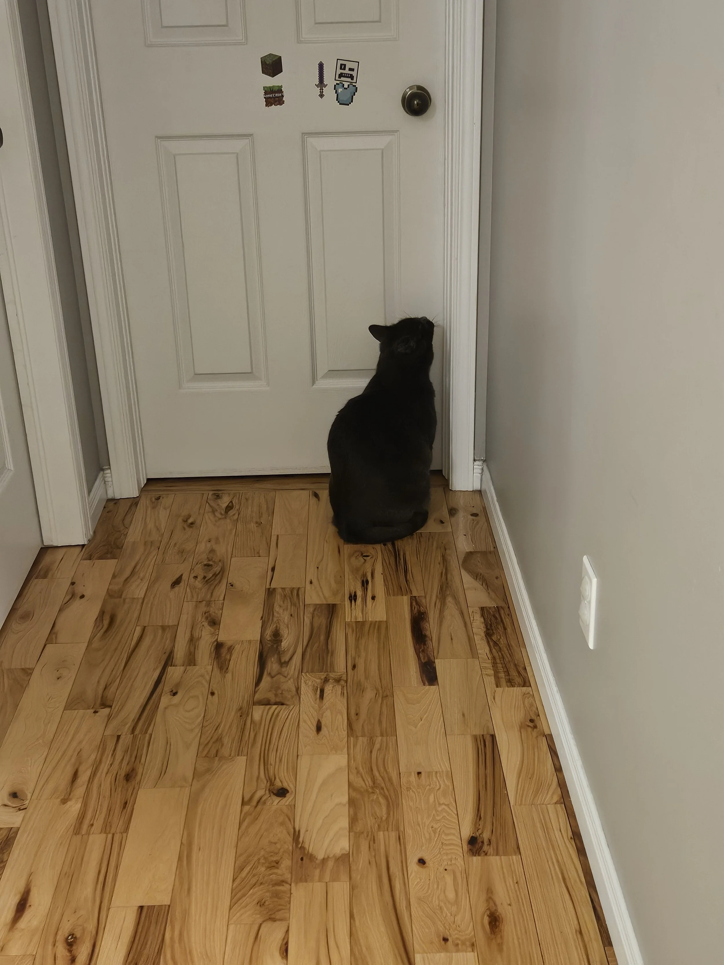 Gray cat outside door, cat willing the door to open, hungry cat in the morning