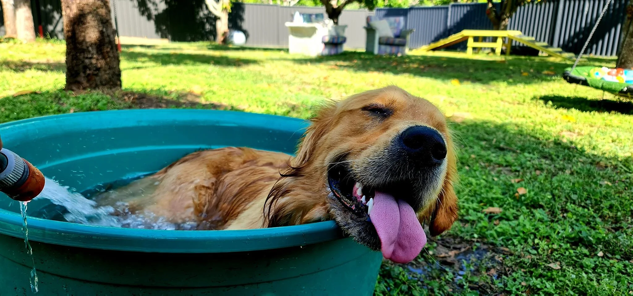 About 2 — The Salty Dog Grooming and Daycare