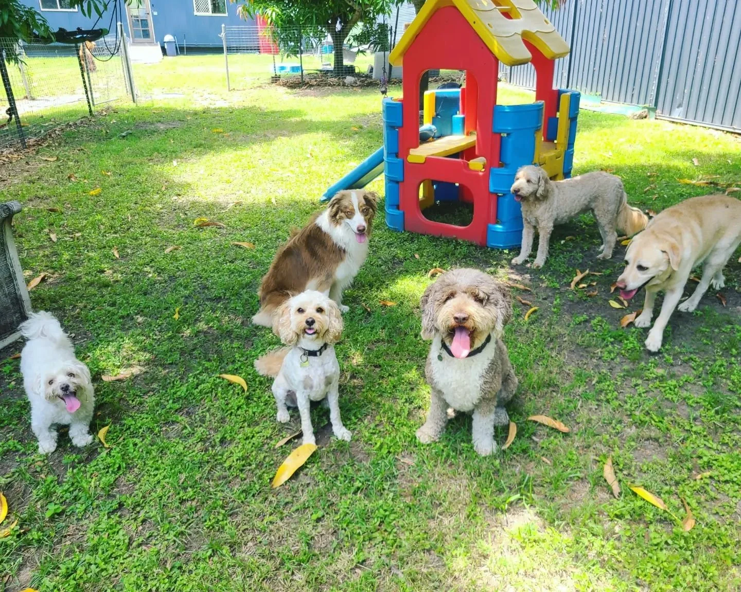 About 2 — The Salty Dog Grooming and Daycare