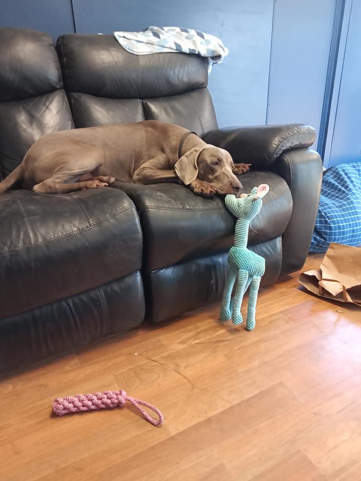 About 2 — The Salty Dog Grooming and Daycare