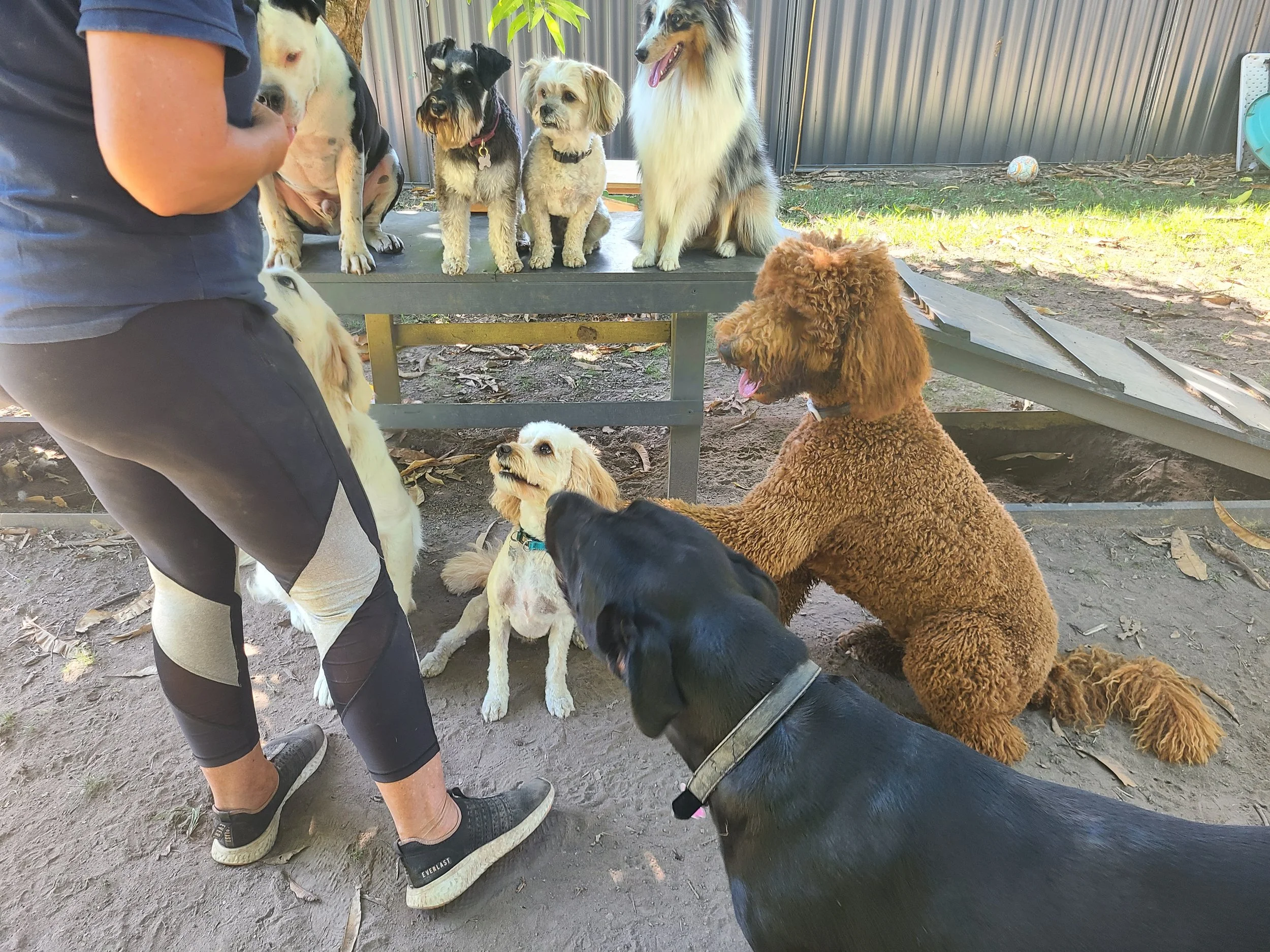 About 2 — The Salty Dog Grooming and Daycare