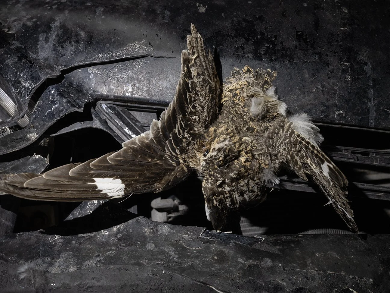 BIRD GRILL6_Full copy.jpg