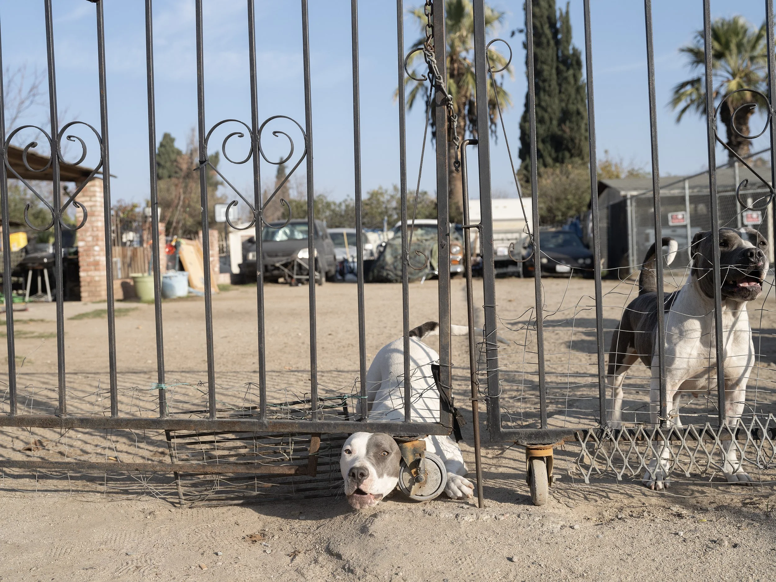 Bakersfield, 2024