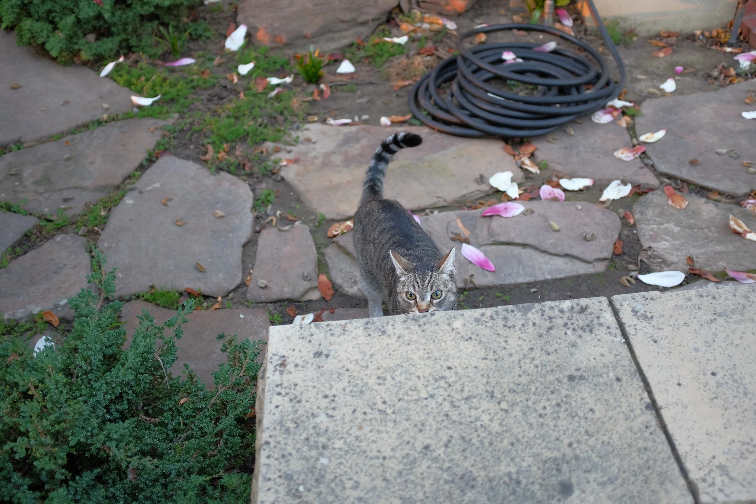 DSCF8768.JPG