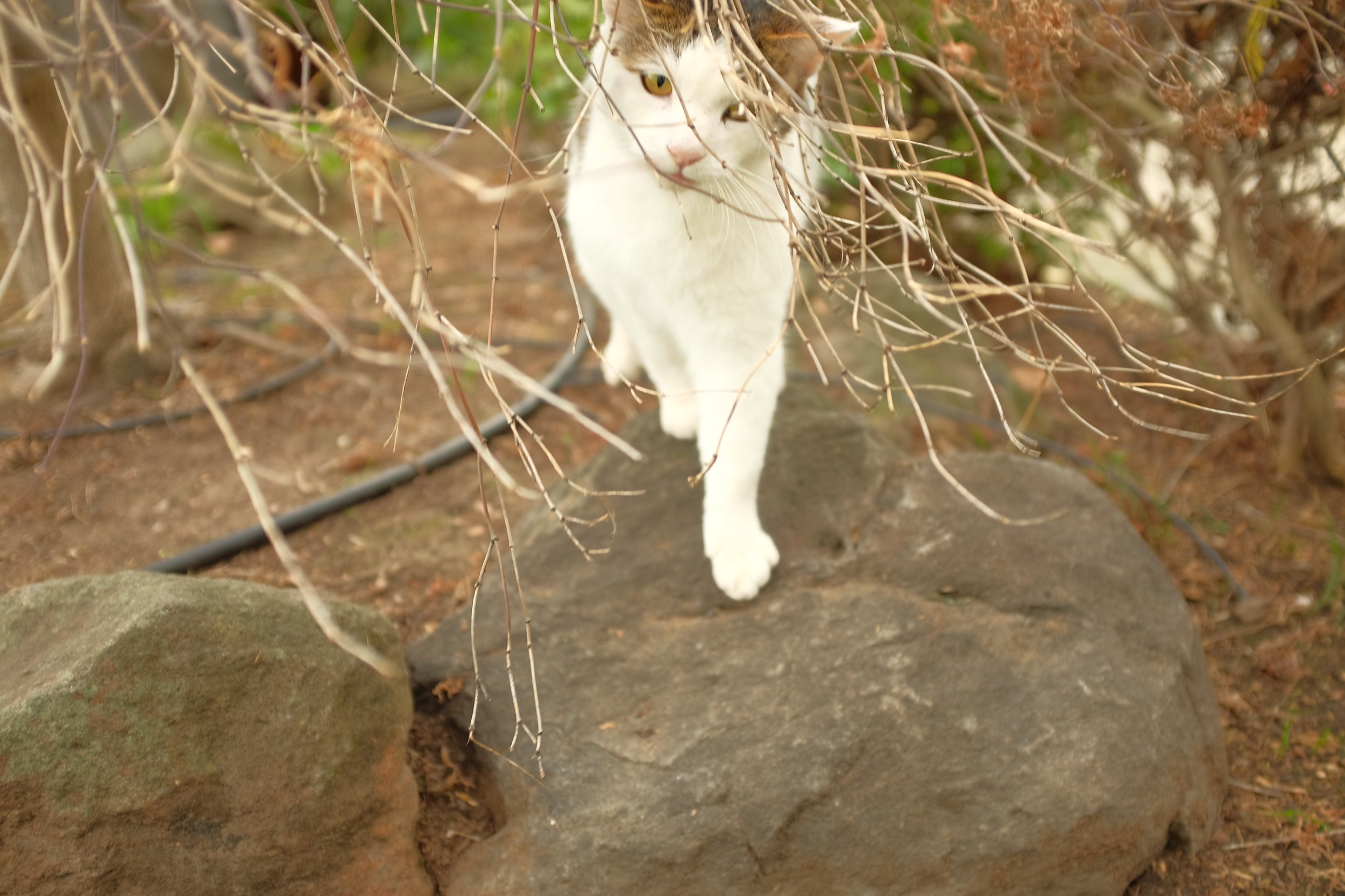 DSCF9216.JPG