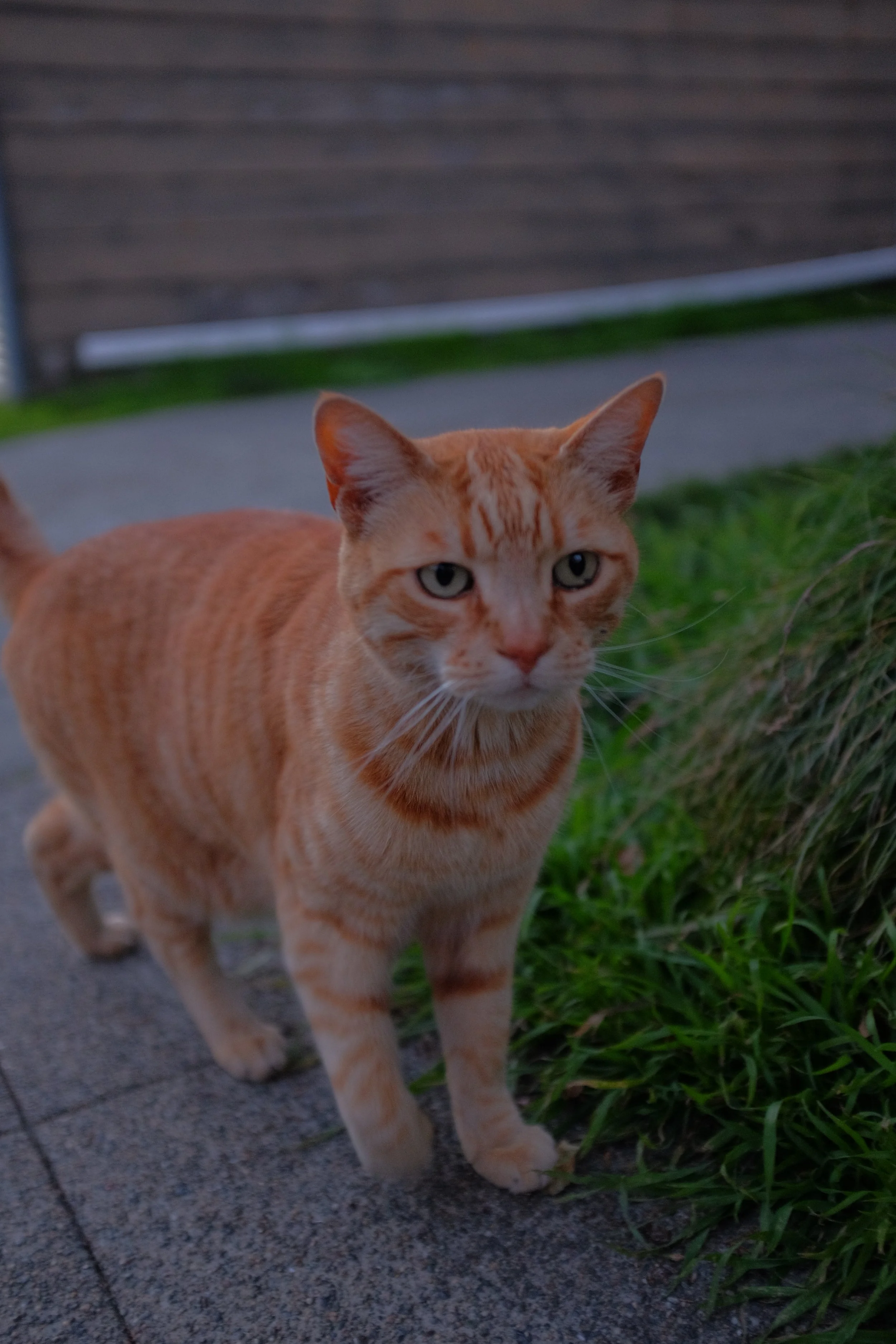 DSCF0471.JPG