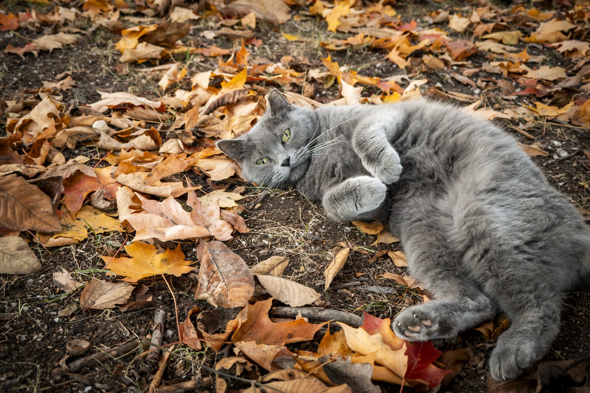 The Criticals-Lost Lake-Larissa Swatek-11.jpg