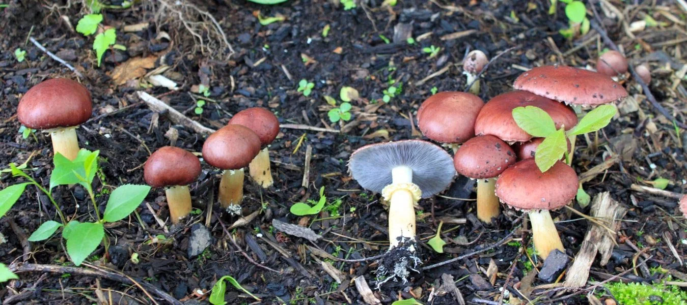 Grow-Red-Wine-Cap-Mushrooms.jpg