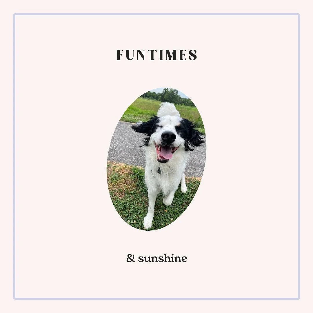 Get ready for fun times! We are officially open for booking directly via our website for your convenience.

{Featured pup: Skyler!🐶✨💫🌟}

.
.
.
#philadelphiadogs #philadelphiadog #dogsofphiladelphia #pupsofphiladelphia #philadelphiadoggiedaycare #p