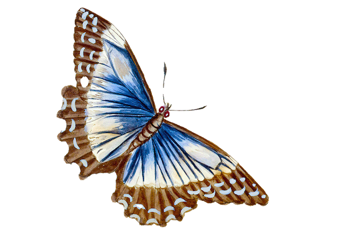 watercolor blue butterfly painting