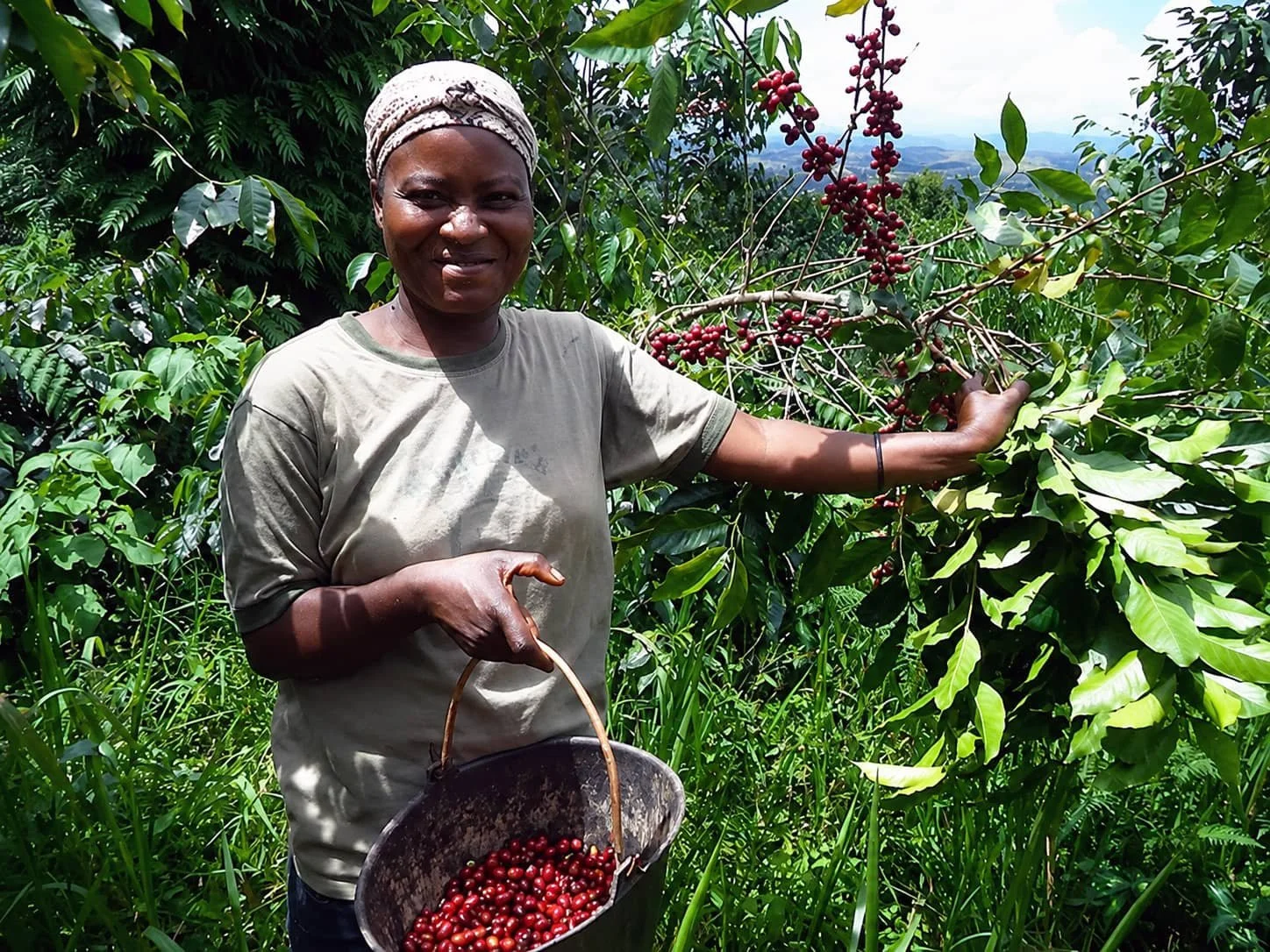 Coffee farmer harvesting ripe coffee cherries in Cameroon