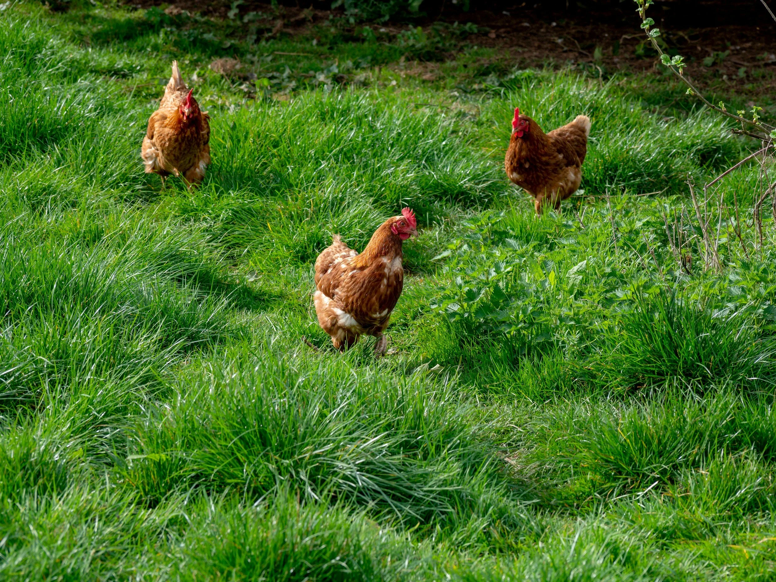 Free range chickens foraging in green grass on a rural farm.