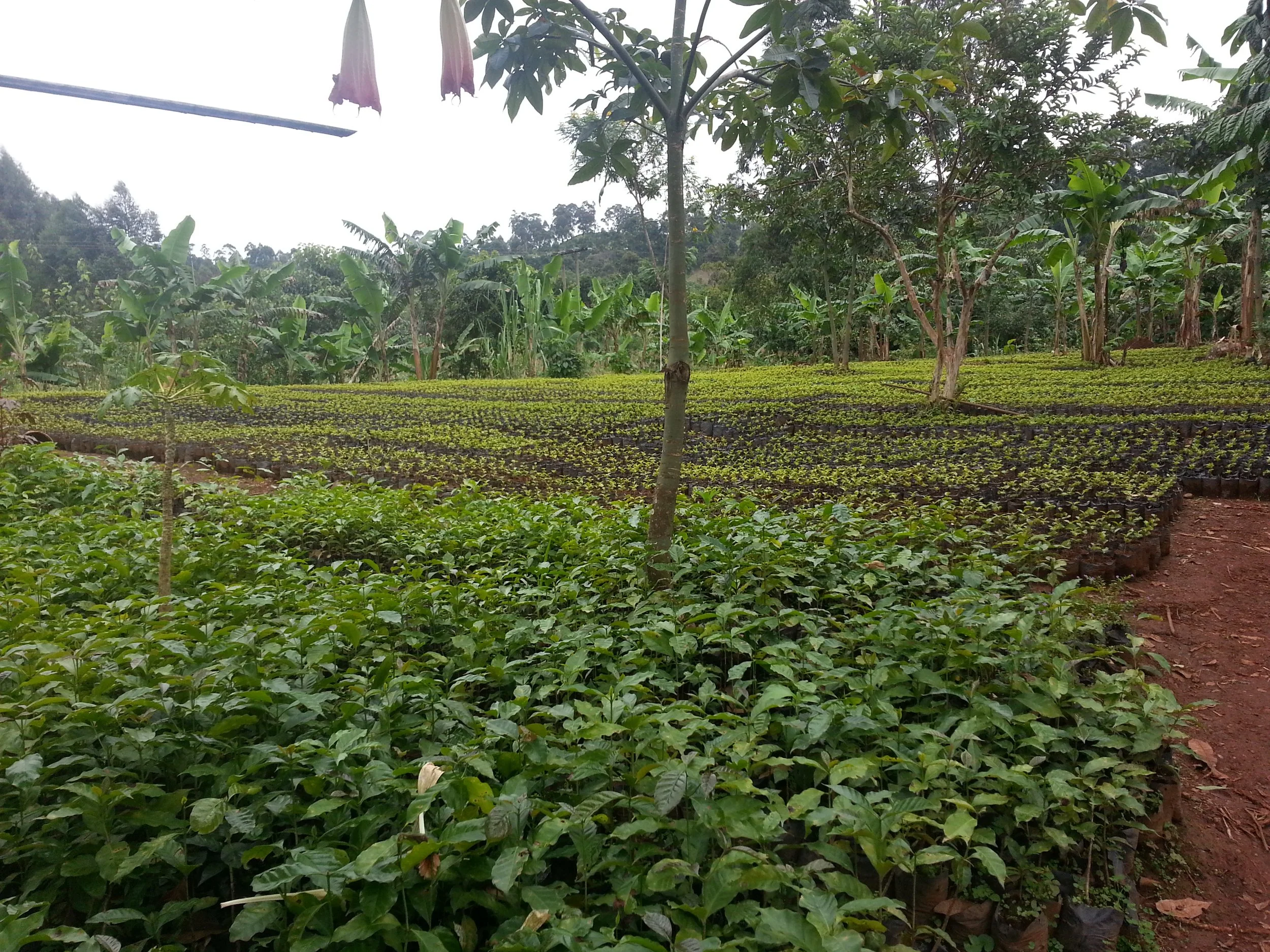 Rows of coffee plants growing on a farm in Cameroon