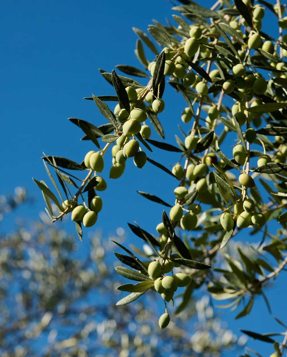 Olive branch with green olives against a clear blue sky.