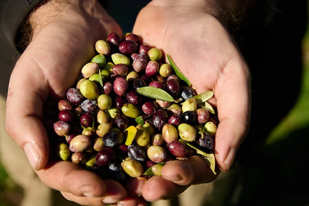 Hands holding freshly harvested olives.