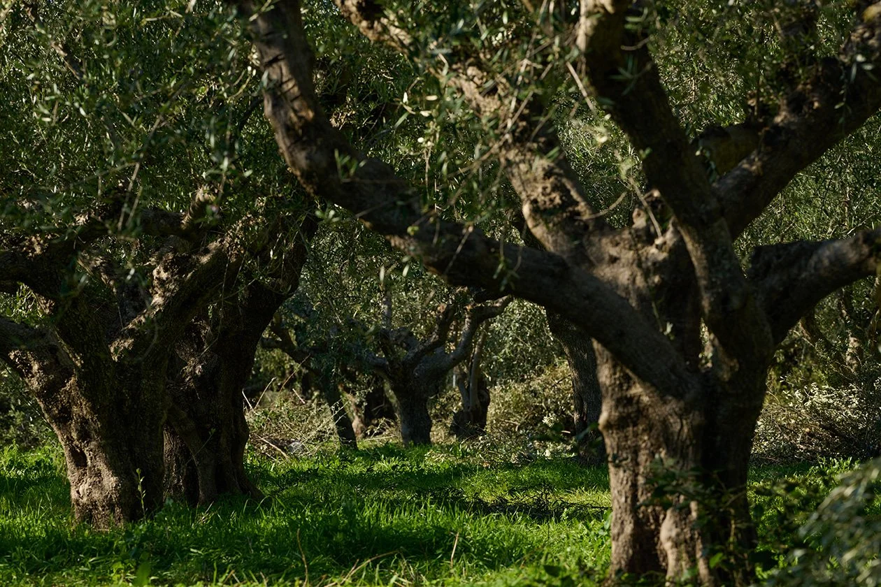 Olive trees growing in a sunlit grove.