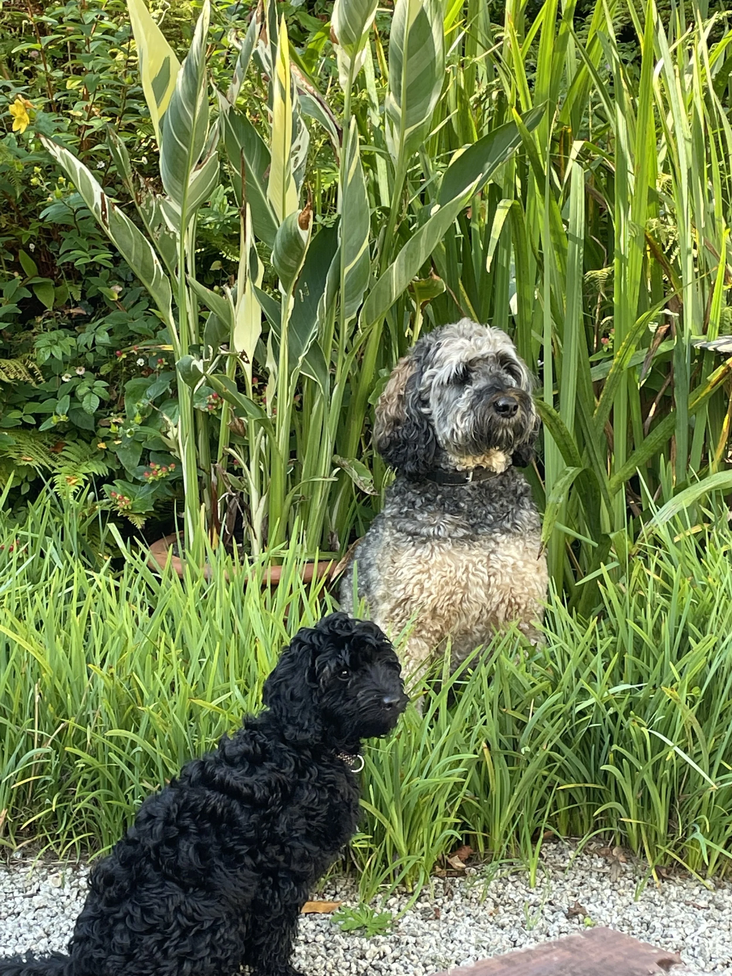 Two Dogs in Garden
