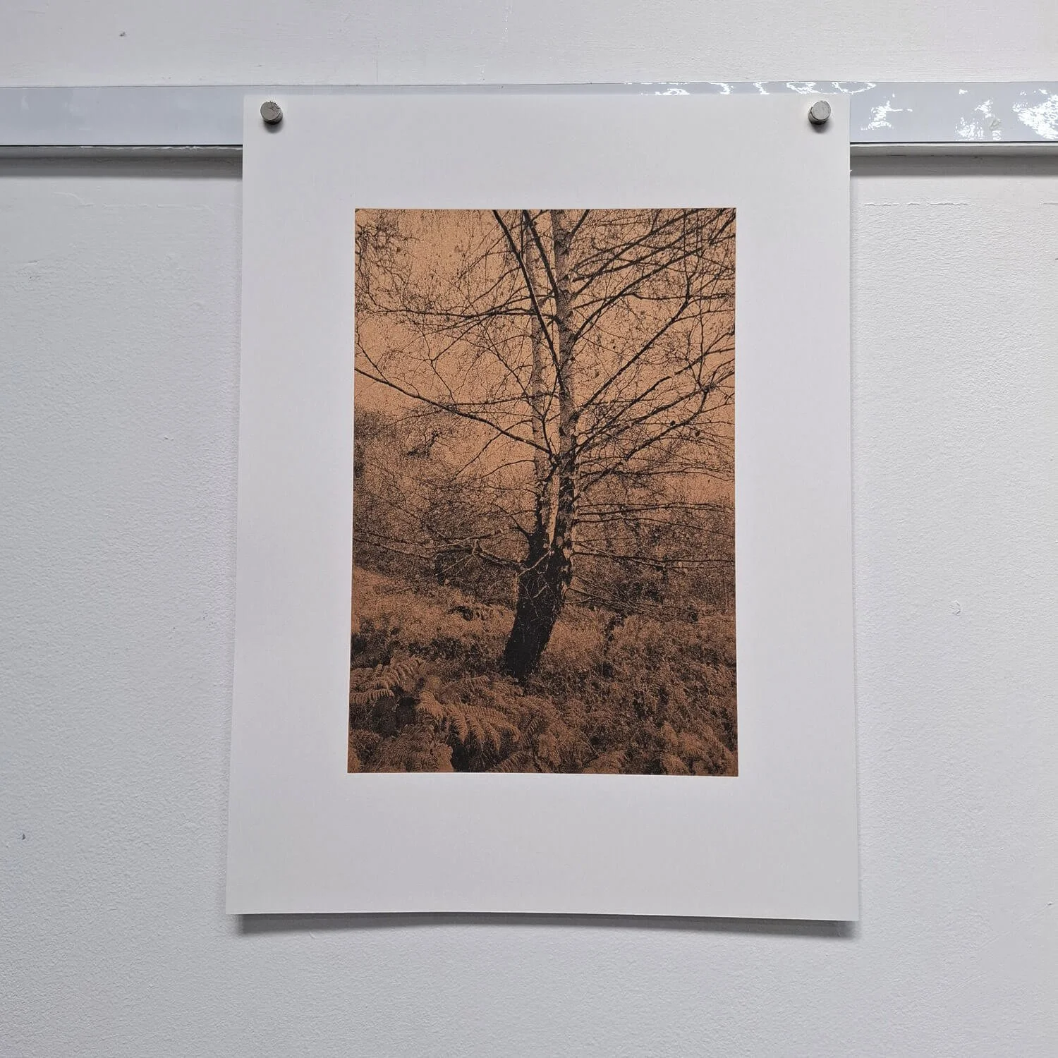 silver-birch-in-autumn-wall.jpg