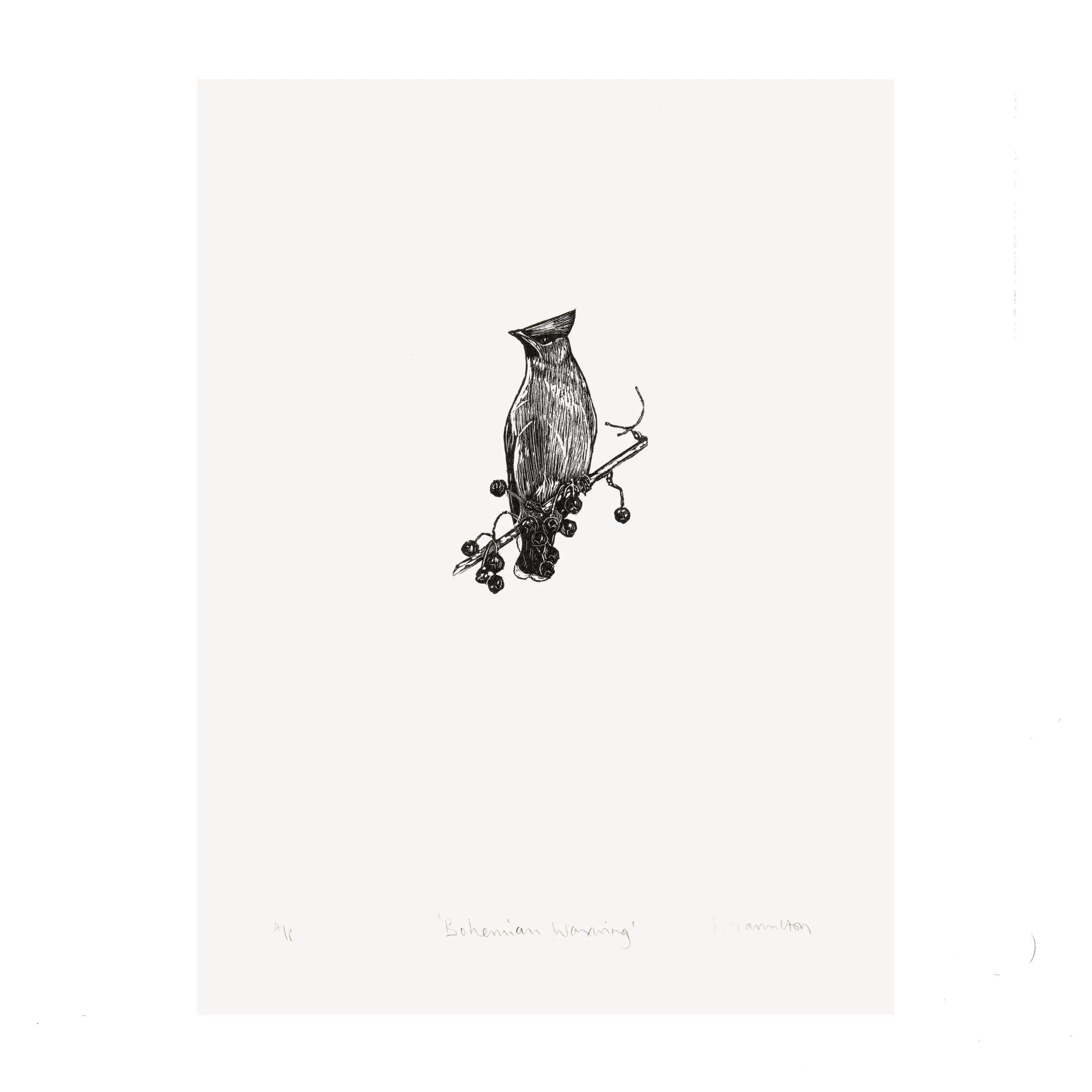 wood waxwing ivy flat 1 copy.jpg