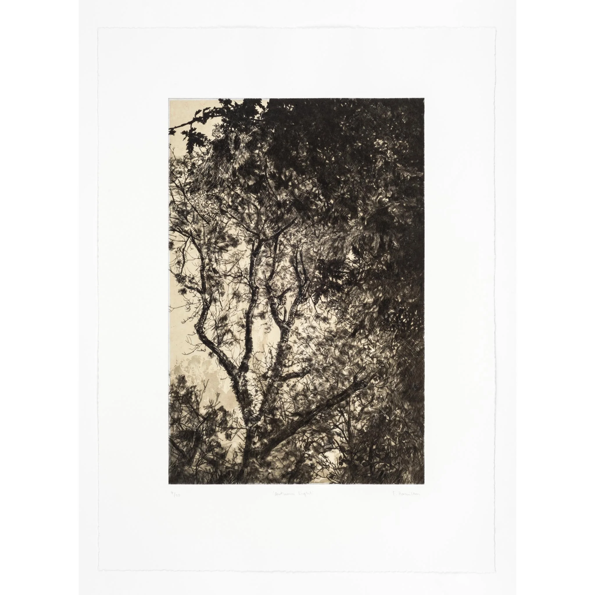 autumn-light-square.jpg