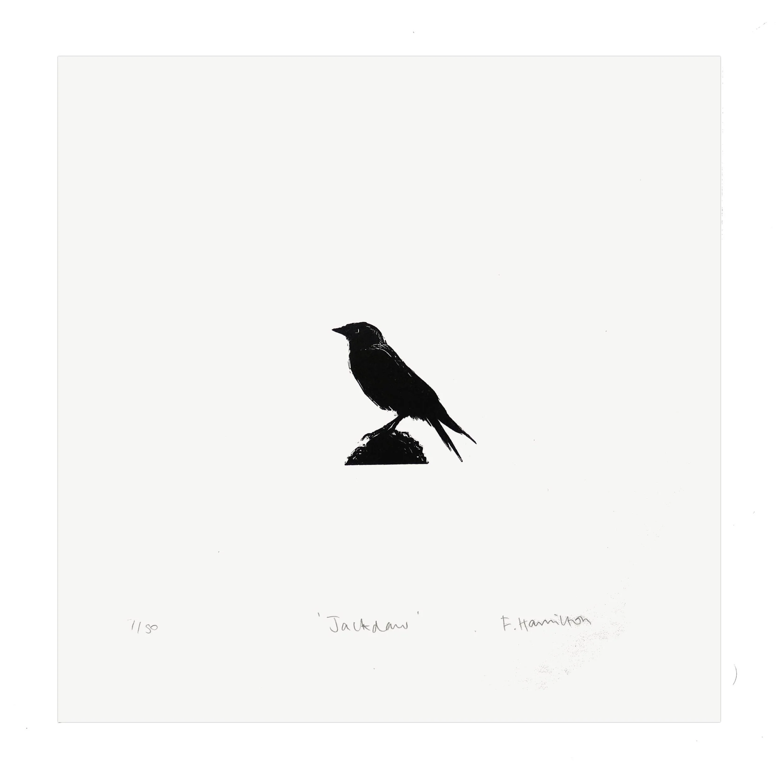 wood-jackdaw-flat-1-1.jpg