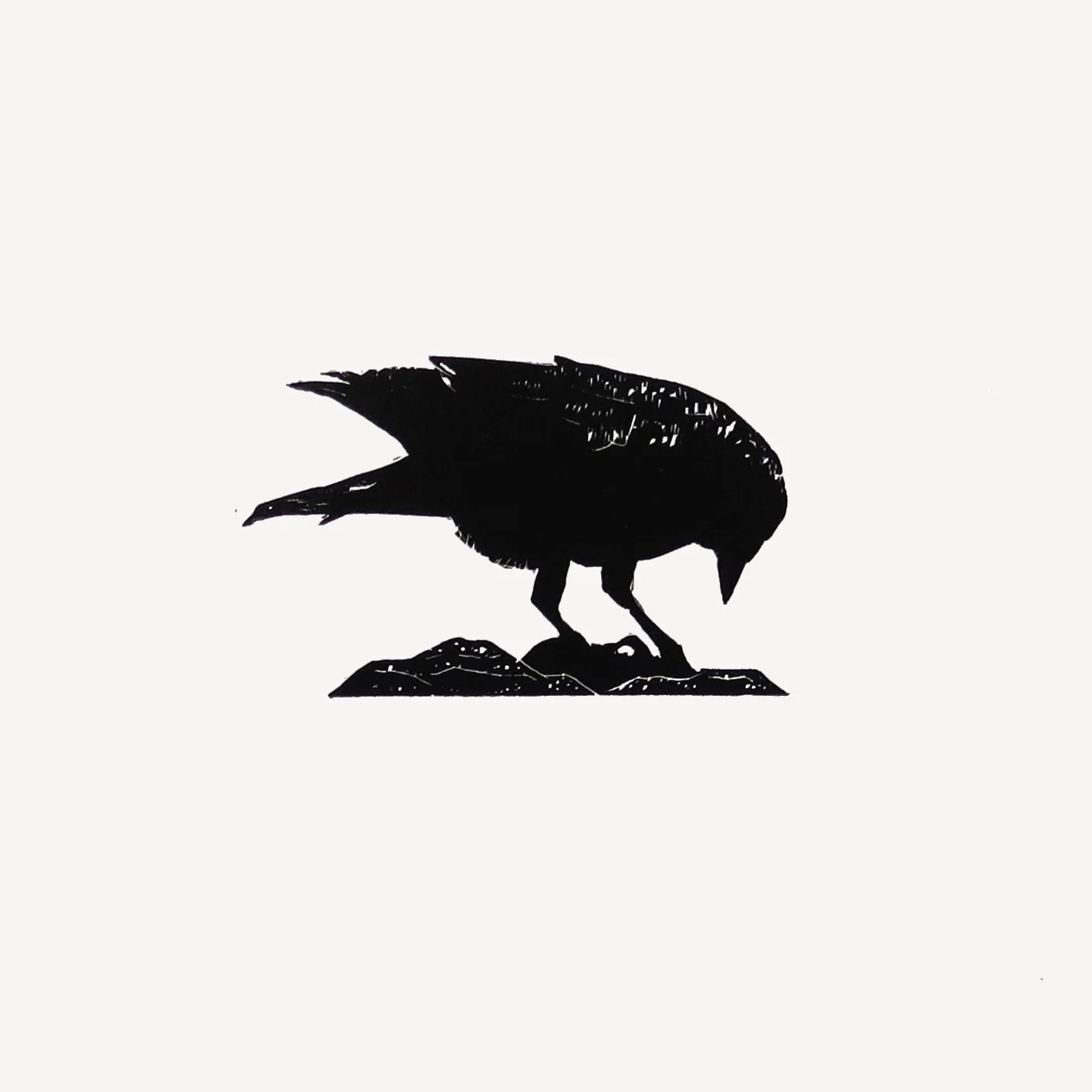 wood jackdaw peck crop 1.jpg