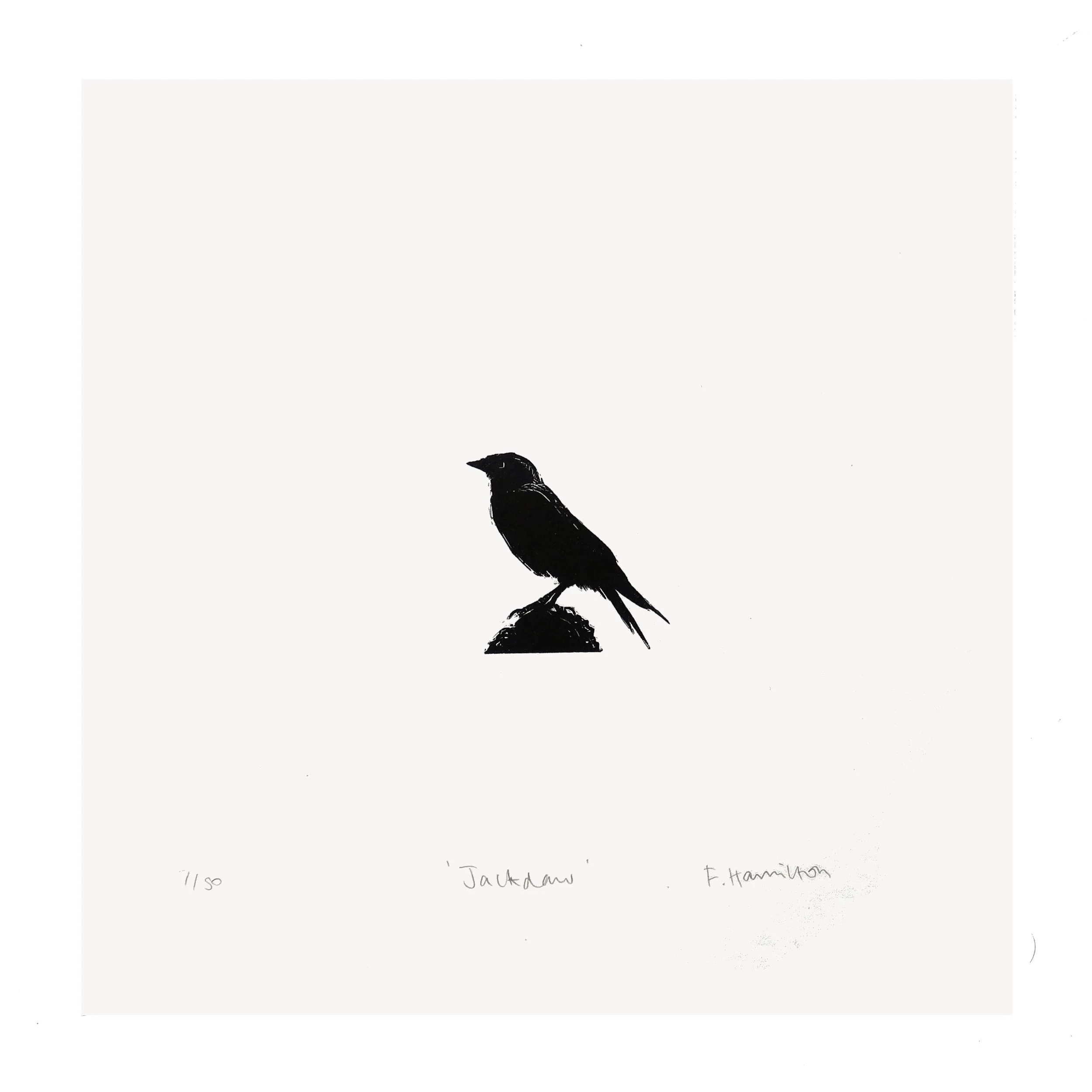 wood jackdaw flat 1 1.jpg
