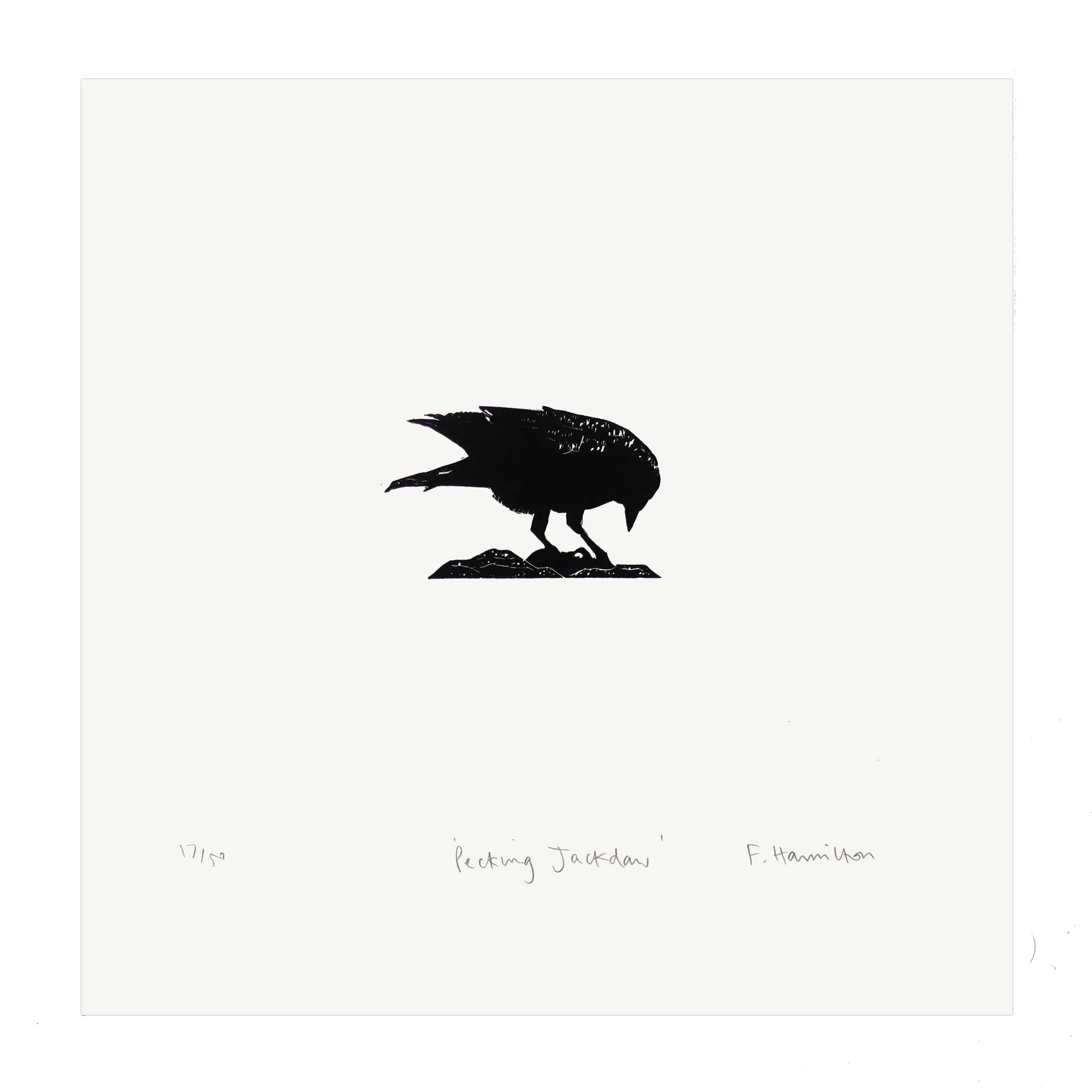 wood-jackdaw-pecking-flat-1.jpg