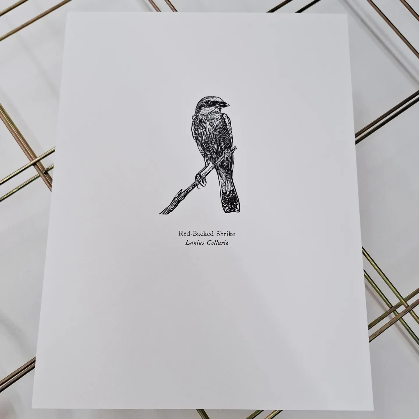 red-backed-shrike-letterpress.webp