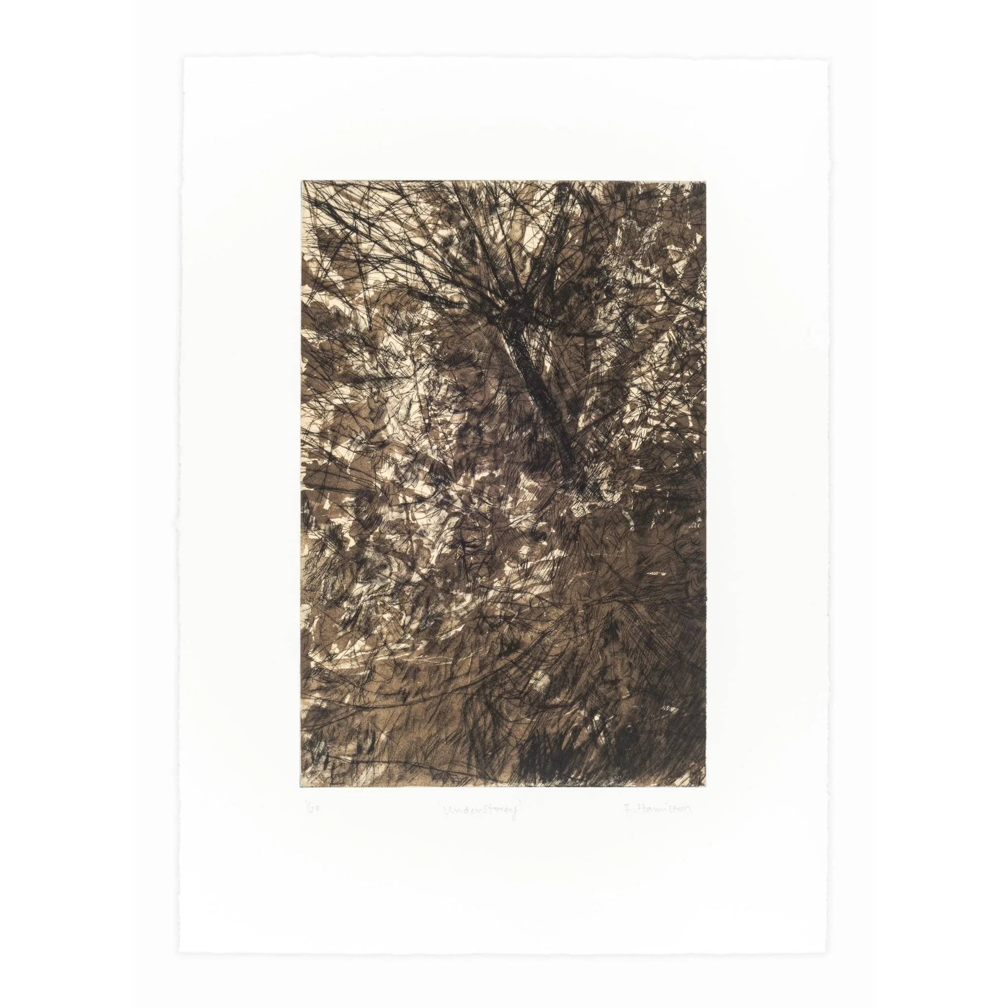 'Understorey', drypoint, lithography and chine collé, 2023