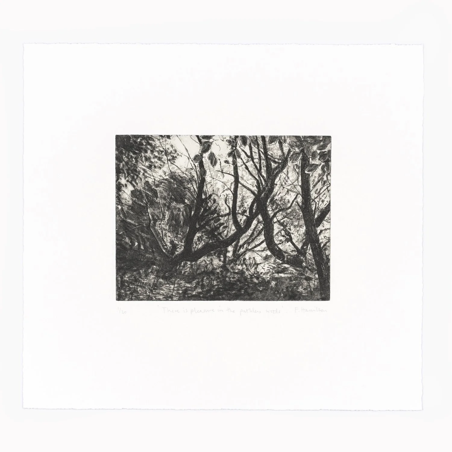 pathless-woods-fullsquare.JPG