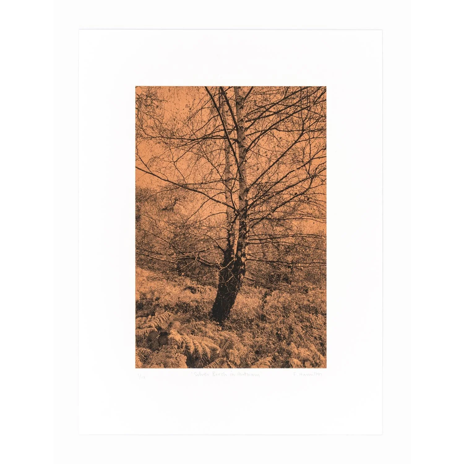 'Silver Birch in Winter' screenprint, 2025