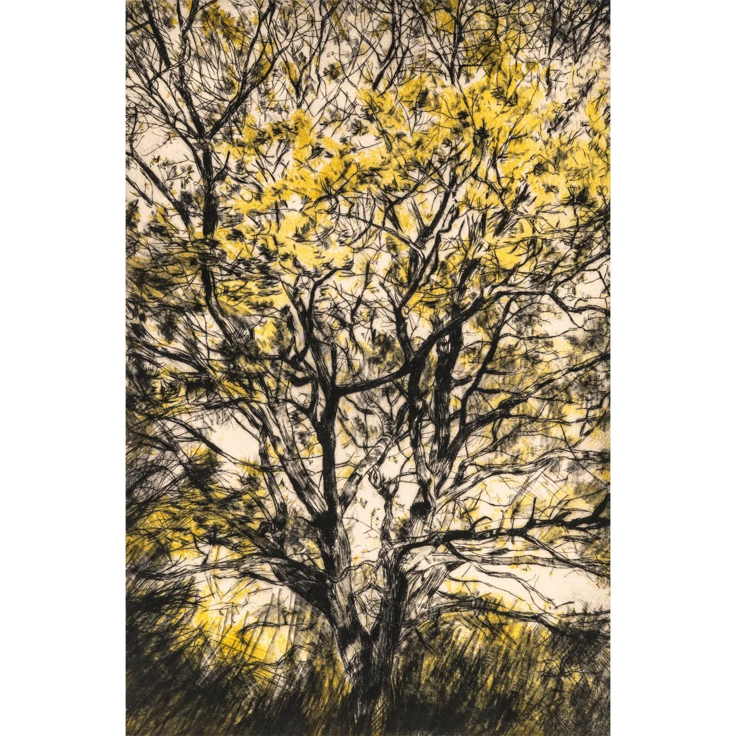 golden-oak-print-sq.jpg