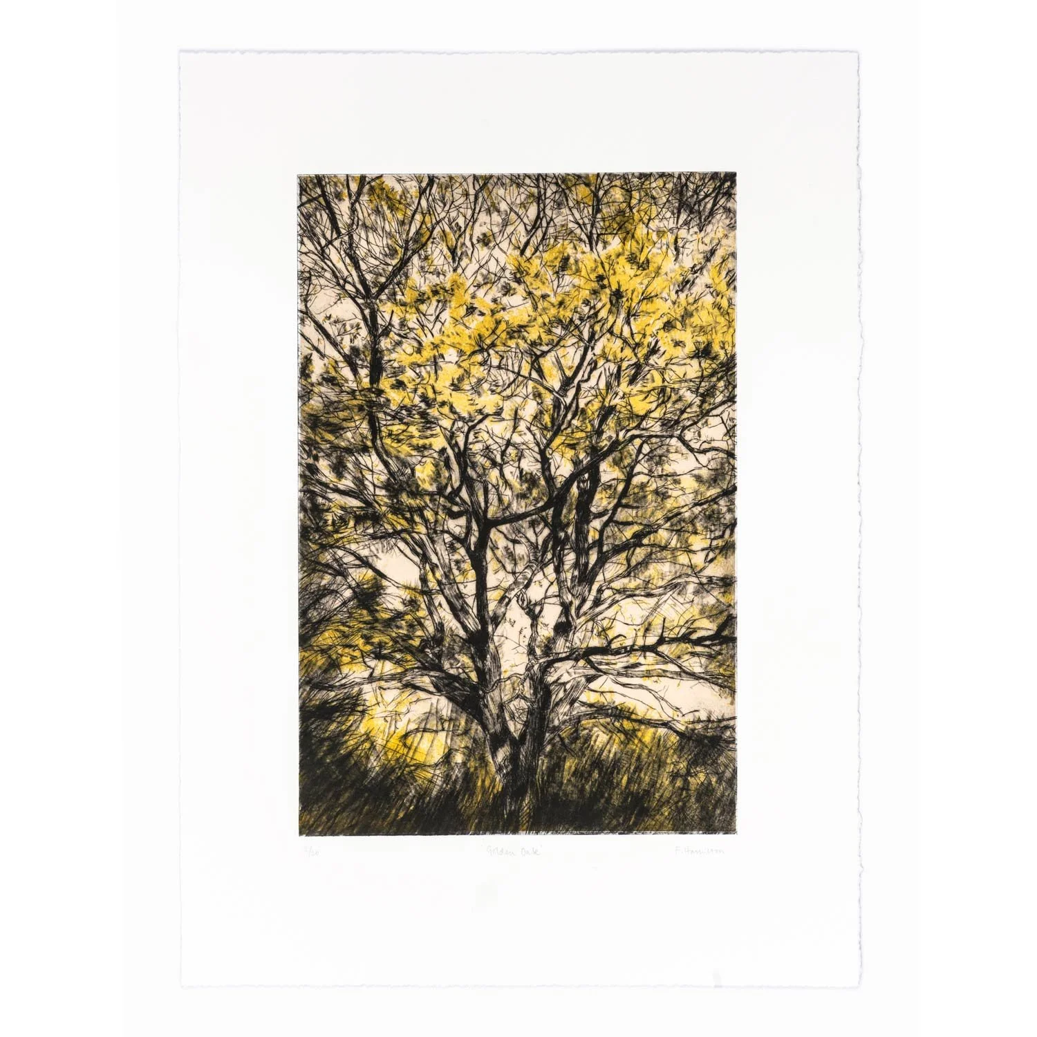 golden-oak-sq.jpg