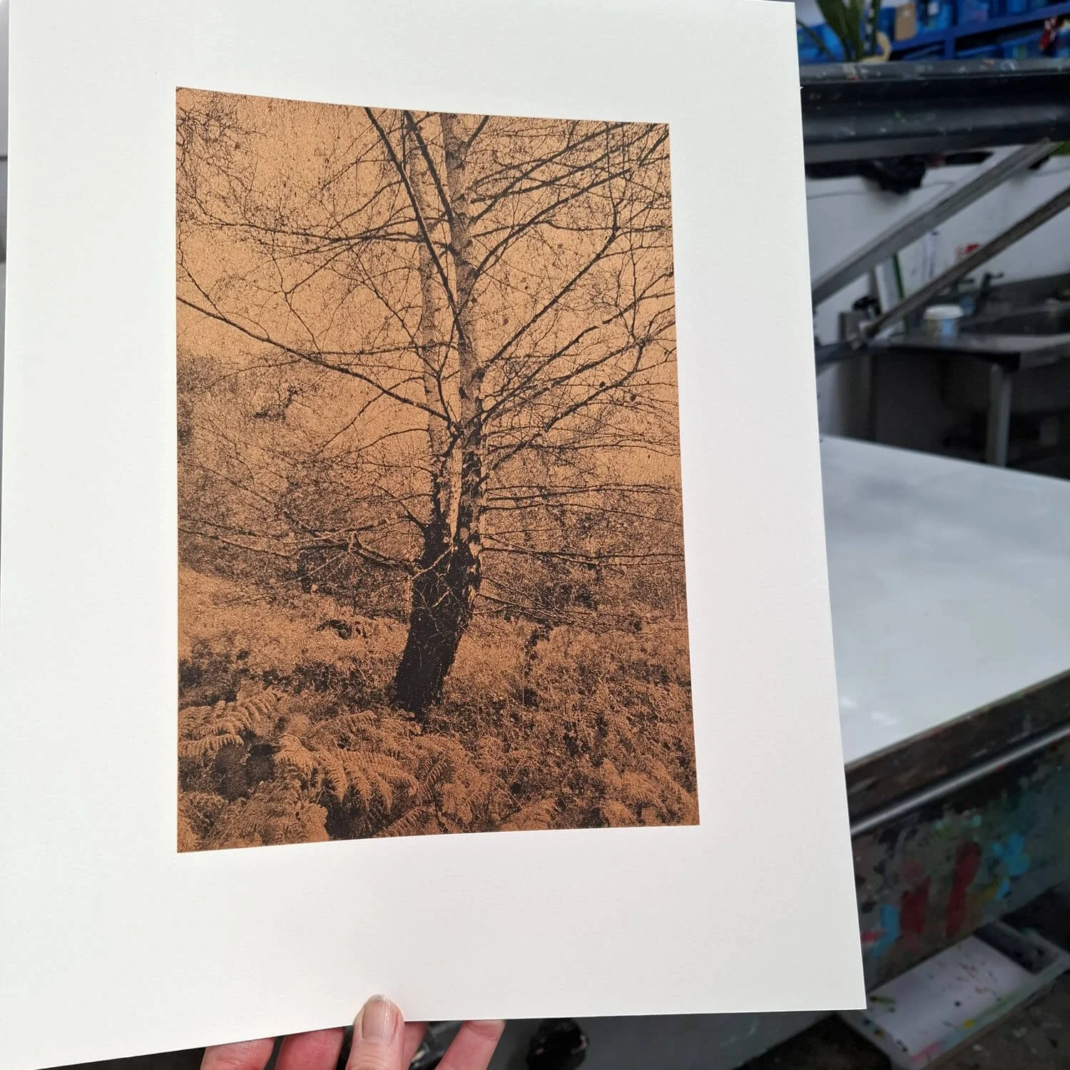 silver-birch-in-autumn-prin.jpg
