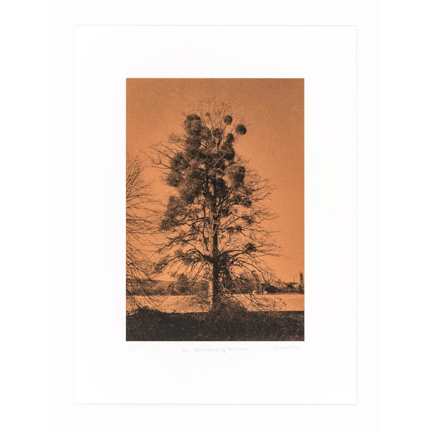 'An Abundance of Mistletoe' screenprint, 2025