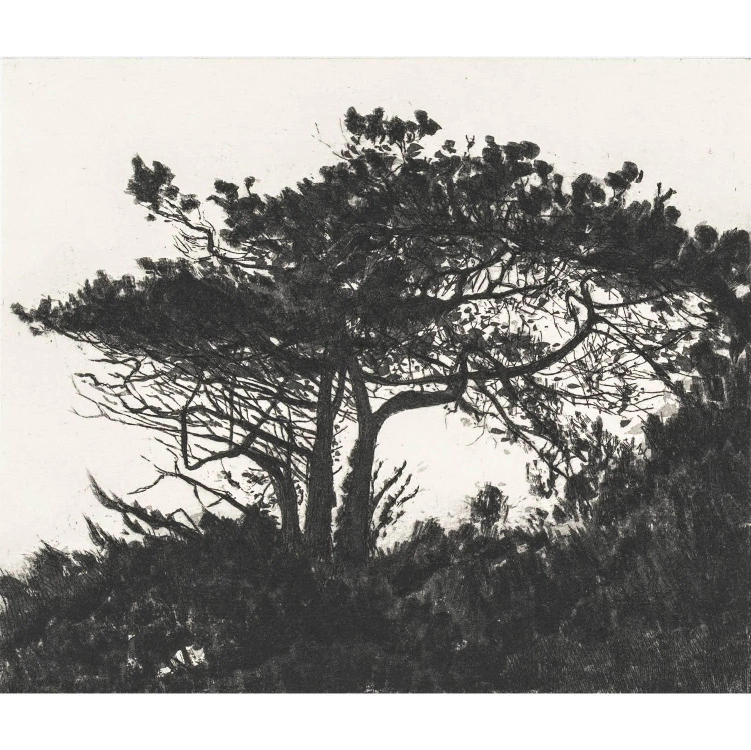 wilderness-sq.jpg