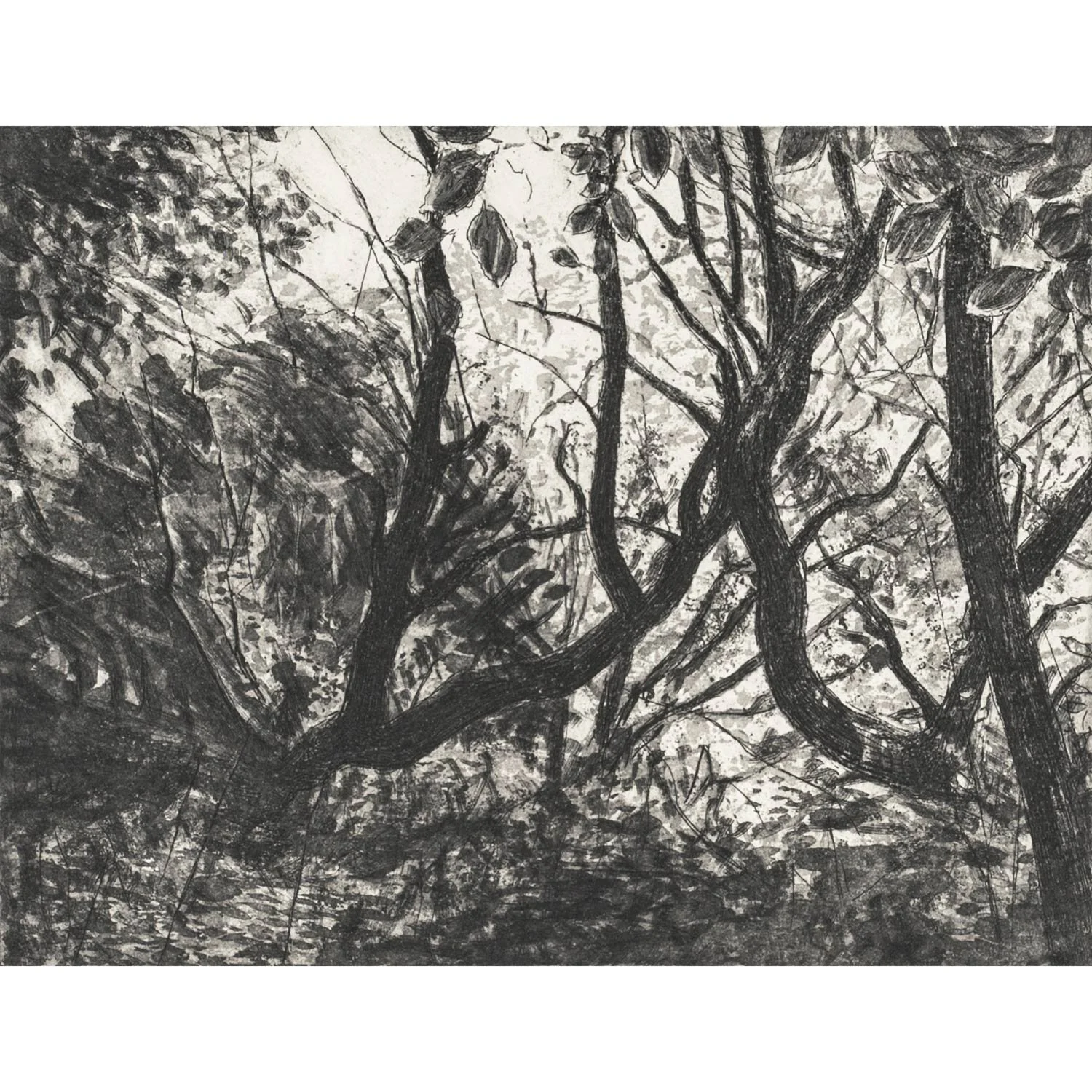 pathless-woods-square.jpg