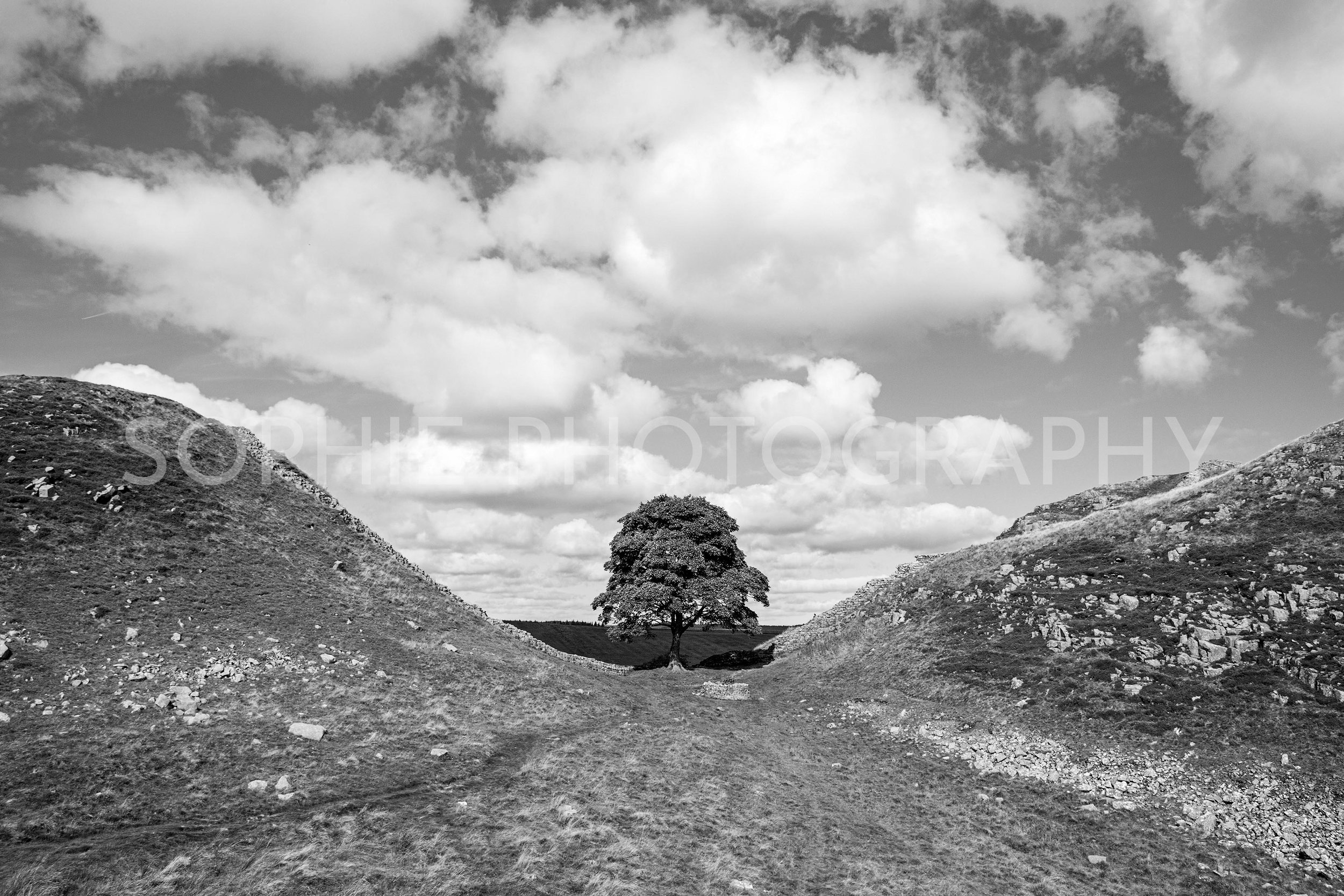 SycamoreGap01BW copy.jpg