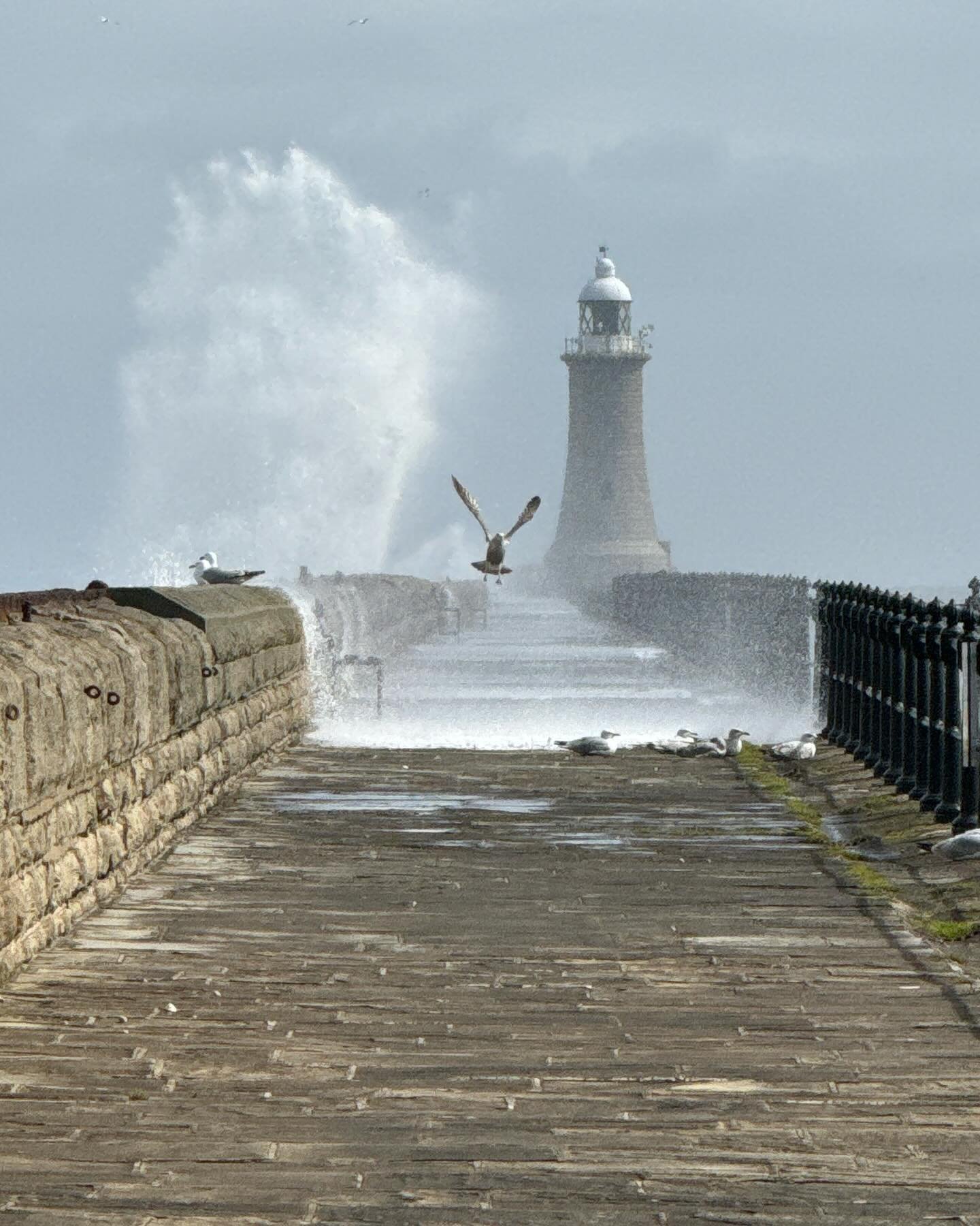 Super size waves at Tynemouth this afternoon! 🌊⁣
⁣
I had a wander down to the pier this afternoon and couldn&rsquo;t believe I had the place to myself to watch the spectacular waves. This seagull in the first photo got quite a fright as one wave cam