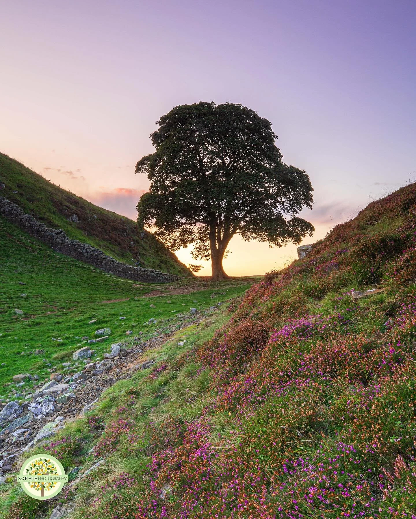 Two years ago we all woke up to the news that the Sycamore Gap Tree had sadly been cut down overnight 💔🌳⁣
⁣
I still, to this day miss going there to take photos, there was just nothing quite like it 😢 ⁣
⁣
This is one of my favourite photos I ever 