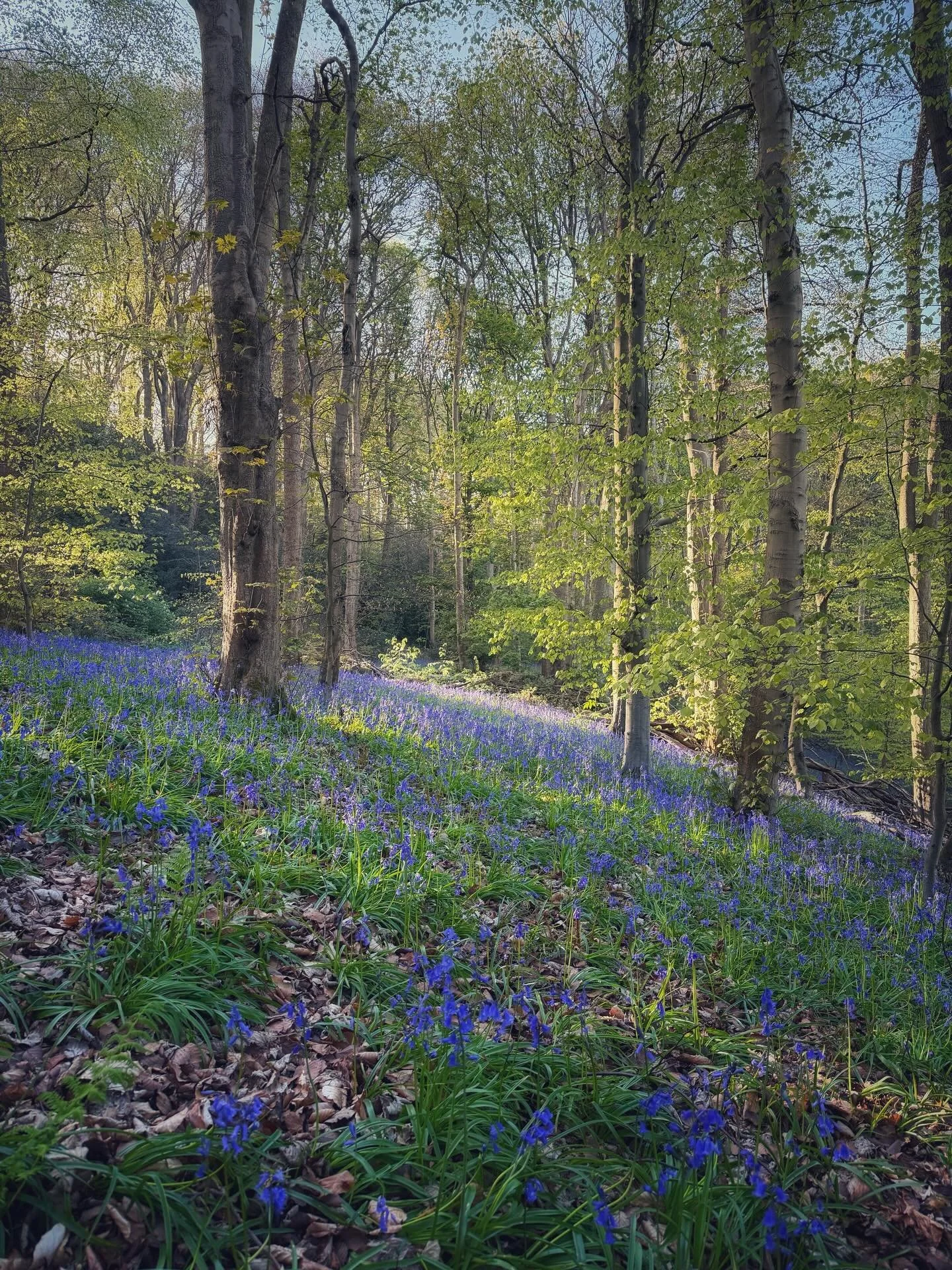 An evening spent bluebell hunting 💙 I feel like every year I try, but never capture the &lsquo;perfect&rsquo; bluebell shot! I&rsquo;m debating a trip to Roseberry topping to capture the bluebell field there, does anybody have any tips? I&rsquo;ve t