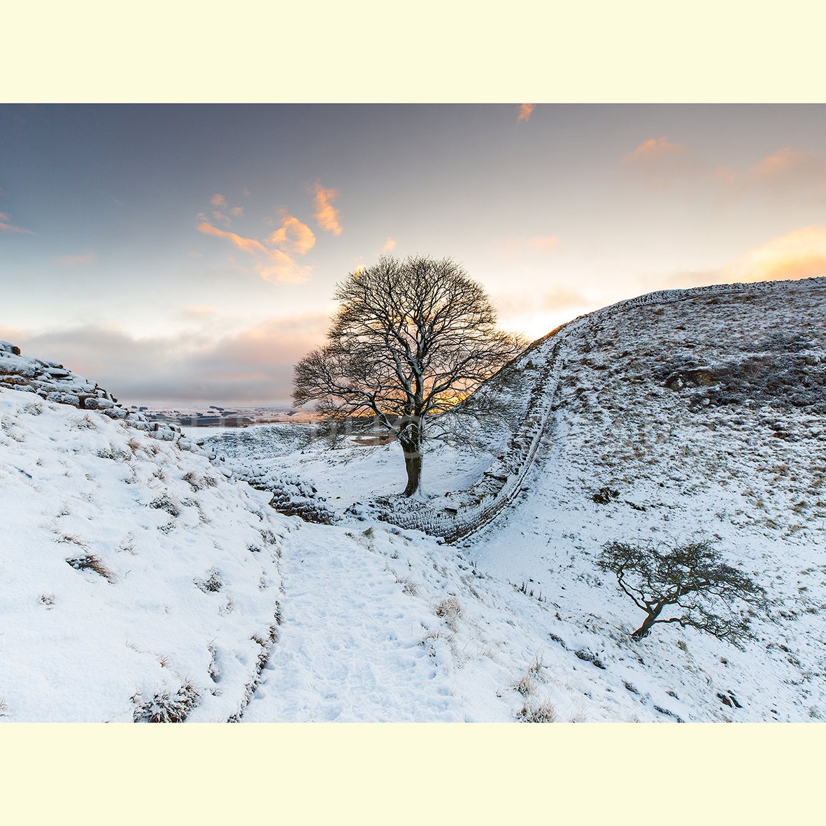 Sycamore Snow 02.jpg