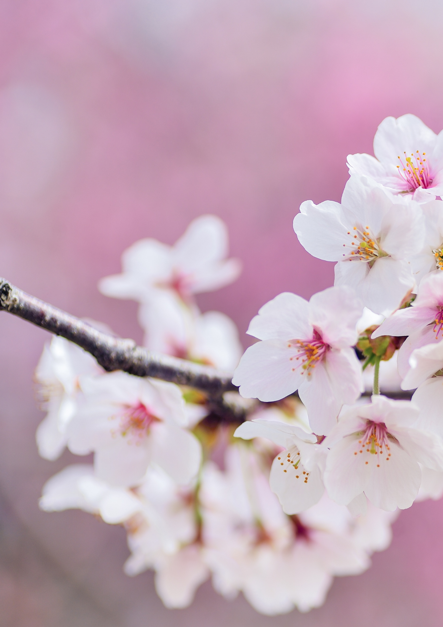 Nahaufnahme von rosa Kirschblüten an einem Zweig vor einem unscharfen pinken Hintergrund.