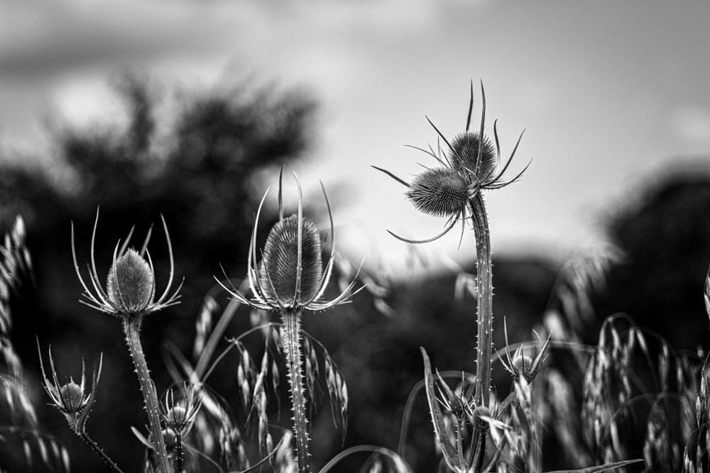 L1010013-Edit.jpg
