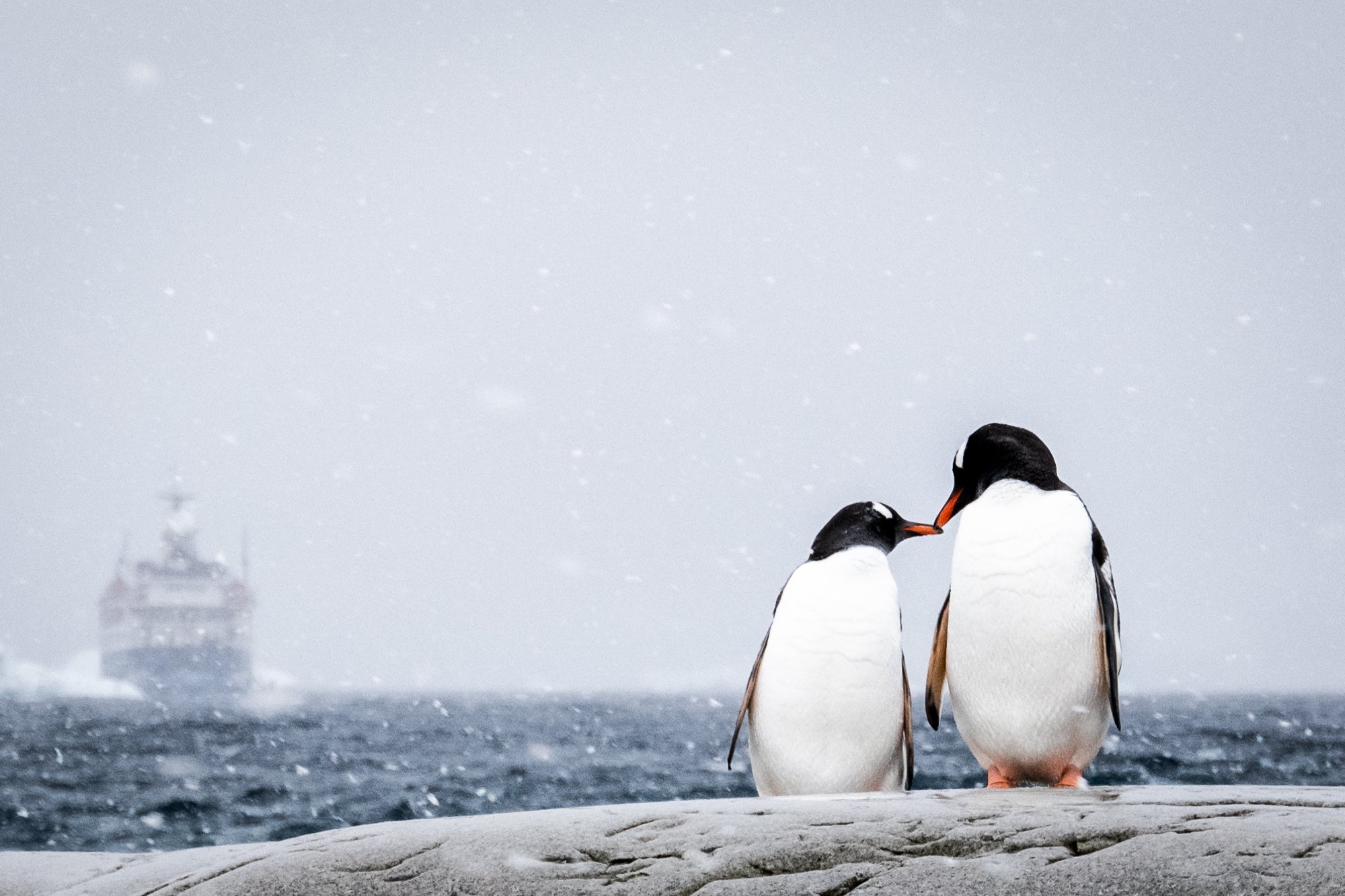 Antarctica